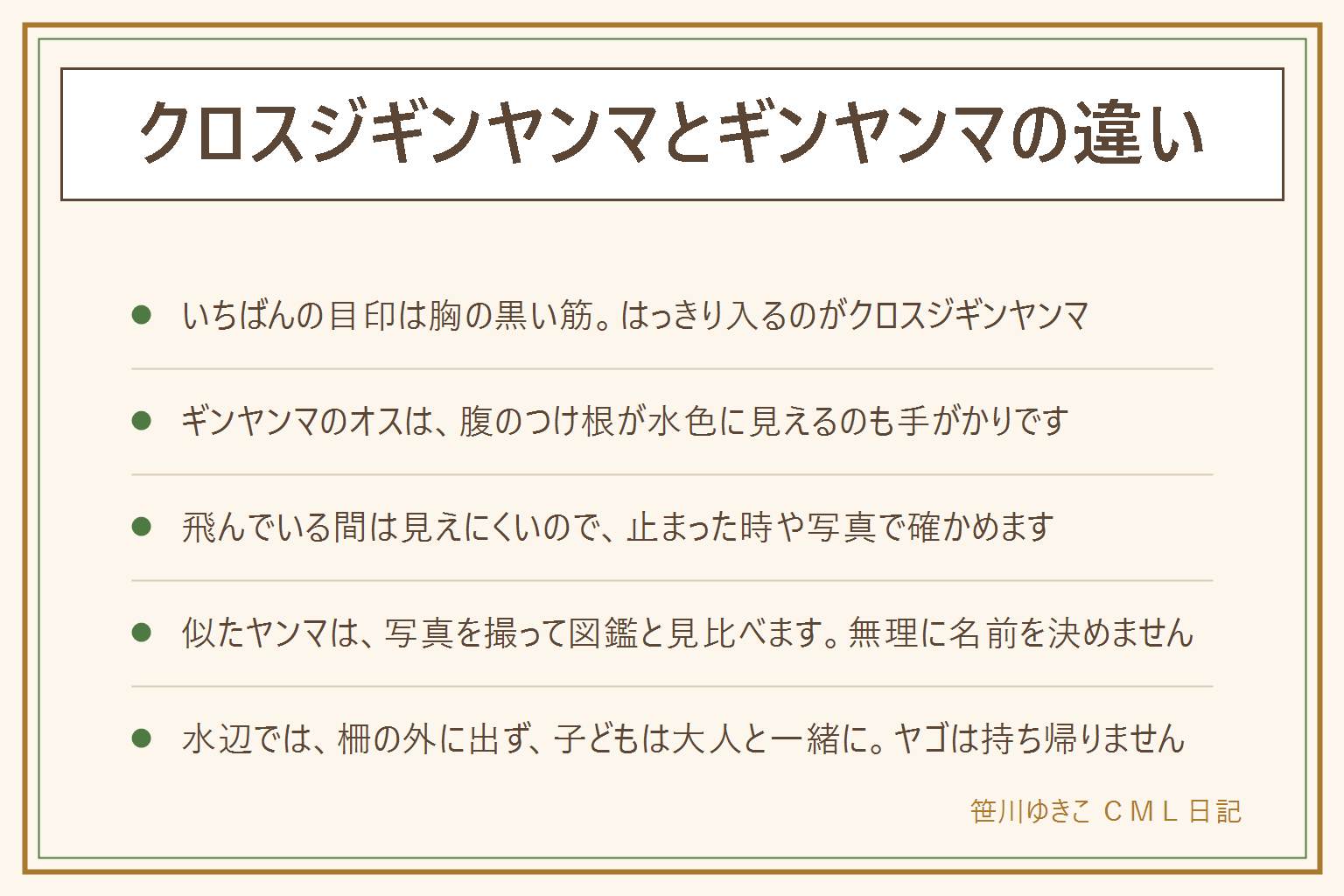 クロスジギンヤンマとギンヤンマの違いの早見表:いちばんの目印は胸の横の黒い筋。クロスジギンヤンマは胸に黒い筋がはっきり入る。ギンヤンマの胸は黄緑色で、黒い筋は目立たない。ギンヤンマのオスは腹のつけ根が水色に見える。飛んでいる間は見えにくいので、止まった時や写真で確かめる。オオギンヤンマやカトリヤンマなど似たヤンマは、写真を撮って図鑑と見比べる。水辺では柵の外に出ない、子どもは大人と一緒、水に手を入れない、ヤゴを持ち帰らない