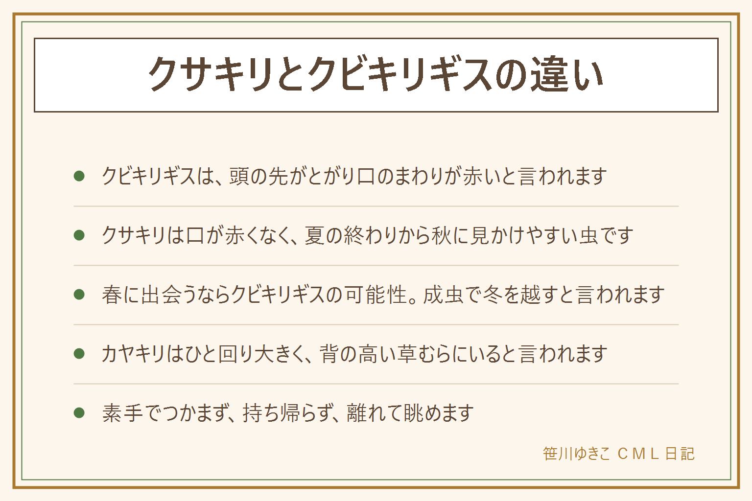 クサキリとクビキリギスの違いの早見表:クビキリギスは頭の先が円すい形にとがり、口のまわりが赤いことで知られ、成虫で冬を越して春にも見られると言われる。クサキリは頭のとがりが弱く口が赤くなく、夏の終わりから秋に見かけやすい。カヤキリはひと回り大きく背の高い草むらにいる。体は緑と茶色の両方がいる。迷ったら口のまわりの赤と頭の形を見る。かむことがあると言われるので素手でつかまず、持ち帰らず、離れて眺める。家に入った時はコップをかぶせて紙を差し込み、外の草や木の根元へ放す
