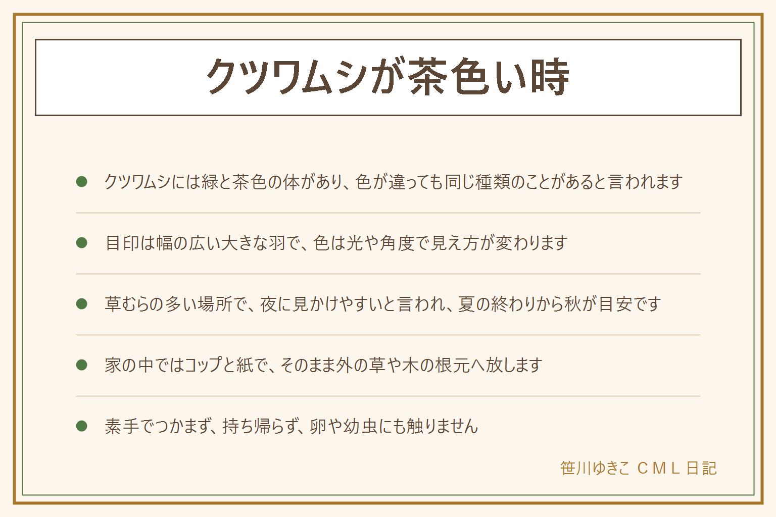 クツワムシが茶色い時の早見表:クツワムシには緑色の体と茶色の体があり、色が違っても同じ種類のことがあると言われる。目印は幅の広い大きな羽で、キリギリスのなかま。草むらの多い場所で夜に見かけやすく、夏の終わりから秋が目安。細長い体のバッタは別のなかまかもしれない。家の中で見つけたら素手でつかまず、コップをかぶせて下に紙を差し込み、そのまま外の草や木の根元へ放す。つぶさない、飼わない、持ち帰らない、卵や幼虫に触らない、子どもとペットに注意する