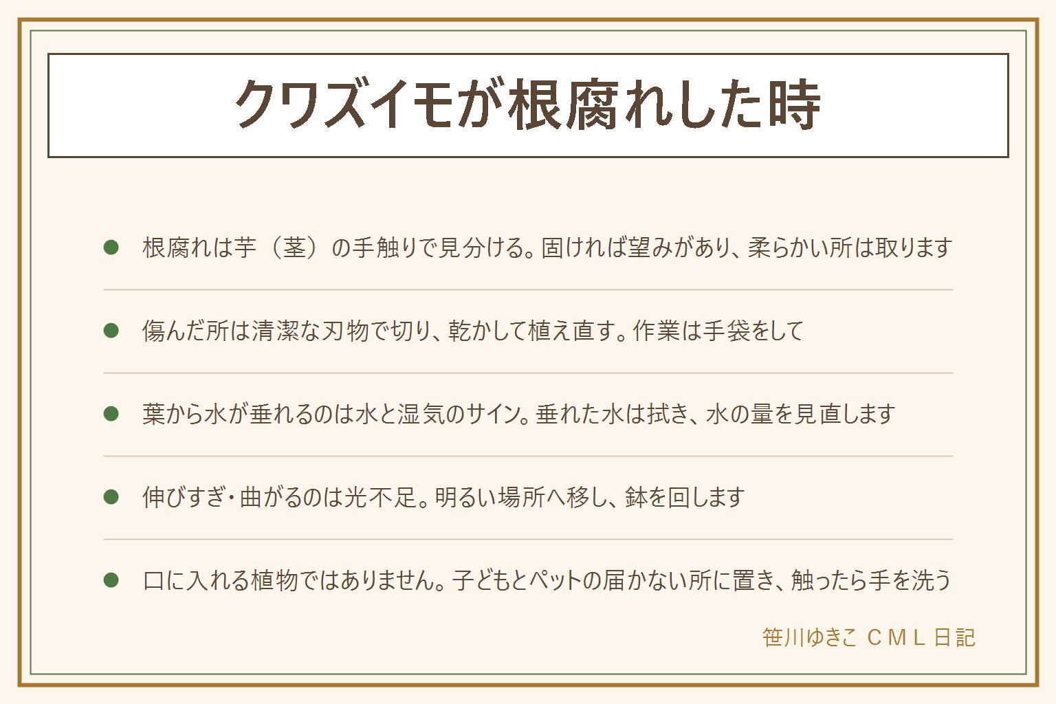 クワズイモが根腐れした時の早見表:根腐れは太い芋(茎)の手触りで見分け、固ければ望みがあり、黒く柔らかい所は清潔な刃物で取って乾かし、新しい土に植え直す。作業の前に手袋をして、触ったら手を洗う。葉から水が垂れるのは水を吸いすぎた時に出ることがあり、垂れた水は拭いて水の量と風通しを見直す。伸びすぎ・曲がるのは光が足りないサインで、明るい場所へ移して鉢を回す。名前のとおり口に入れる植物ではなく、汁は肌につくとかゆくなることがあるため、子どもやペットの届かない所に置き、口に入れた時は医療機関や中毒の相談窓口へ