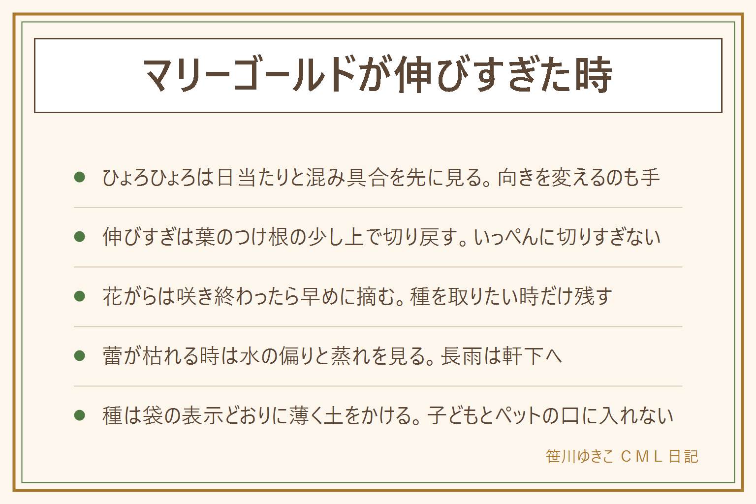 マリーゴールドが伸びすぎた時の早見表:ひょろひょろ伸びて咲かない時は日当たりと株の混み具合を先に見る。日の当たる場所へ移し、鉢は時々向きを変える。伸びすぎた株は葉のつけ根の少し上で切り戻し、つけ根ぎりぎりや離れた所は避ける。いっぺんに切りすぎず、清潔なはさみで刃先は自分に向けない。咲き終わった花は早めに摘み、種を取りたい時だけ残す。蕾が枯れる時は水の偏りと蒸れと長雨を見る。種から芽が出ない時は袋の表示どおりに薄く土をかけて乾かしすぎない。増えすぎる時は種になる前に花がらを摘む。傷んだ葉や種は子どもとペットの口に入らない所へ。集合住宅の花壇は管理規約が先