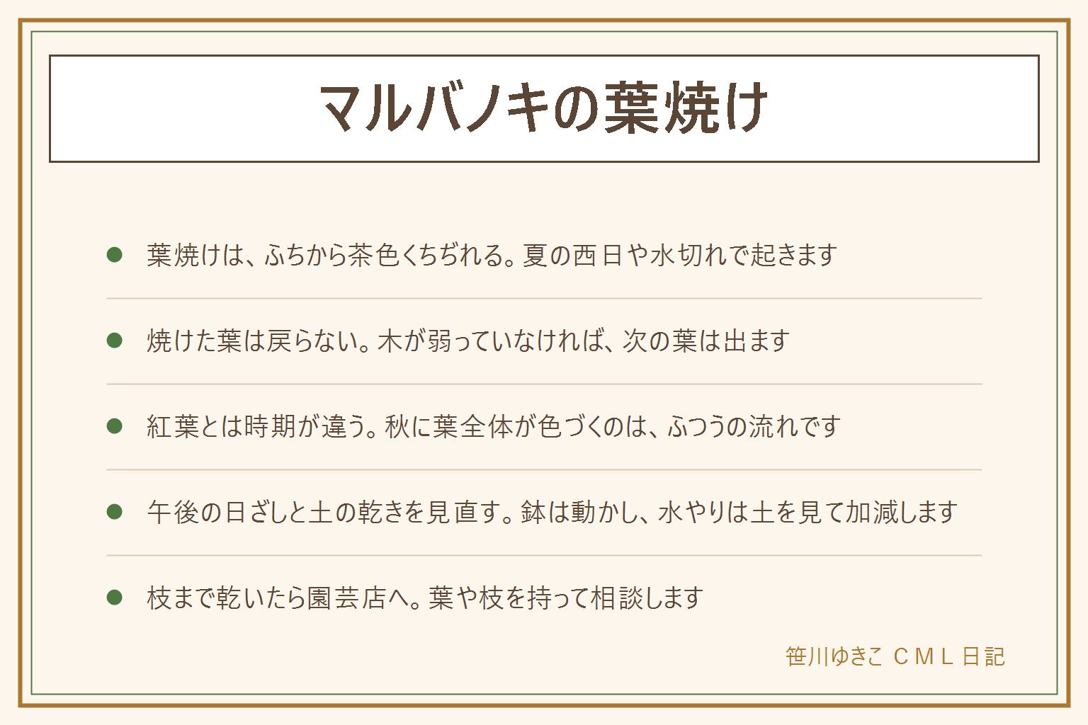 マルバノキの葉焼けの早見表:マルバノキは強い日ざしと乾燥が苦手で、夏の西日や水切れで葉のふちが茶色くちぢれることがある。焼けた葉は元の色に戻らないが、木が弱っていなければ次の葉は出る。秋に葉全体が赤や黄色に変わるのは紅葉で、葉焼けとは別。置き場所は午後の日ざしをさえぎる半日陰に近づけ、鉢植えは動かす。水やりは土の乾き具合を見て加減する。地植えの移植や高い所の剪定は造園業者へ。枝まで茶色く乾く時は葉や枝を持って園芸店に相談。葉や花や実は口に入れない