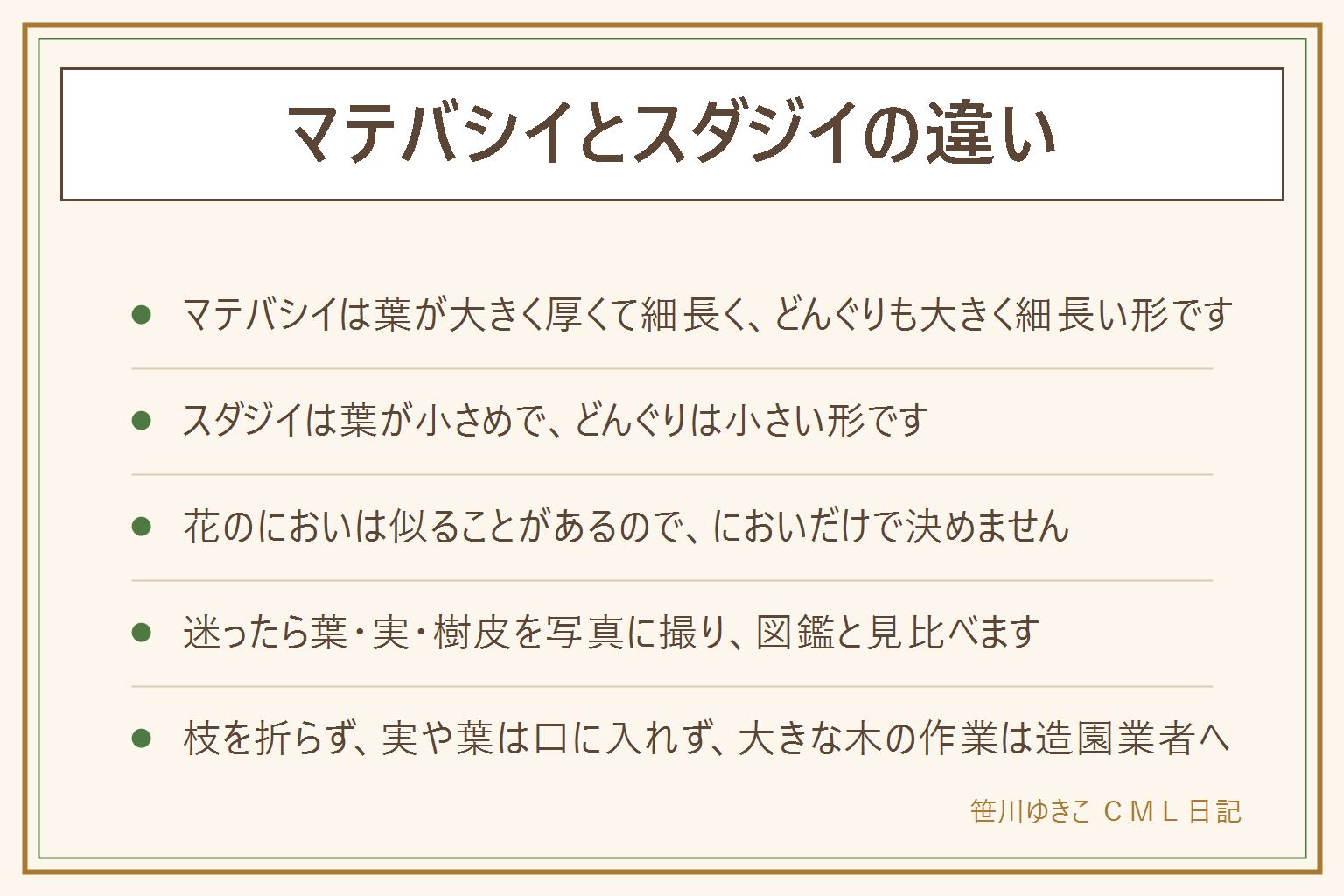 マテバシイとスダジイの違いの早見表:マテバシイは葉が大きく厚くて細長く、どんぐりも大きく細長い。樹皮はなめらかなことが多い。スダジイは葉が小さめで、どんぐりは小さく細長い。どちらも初夏に似たにおいの花を咲かせることがある。においの感じ方は人によって違い、花の時期が終わると落ち着く。迷ったら葉・実・樹皮を写真に撮って図鑑と見比べる。公園や生け垣では枝を折らない、花や実を摘まない、持ち帰らない。実や葉は口に入れない。大きな木の作業は造園業者へ