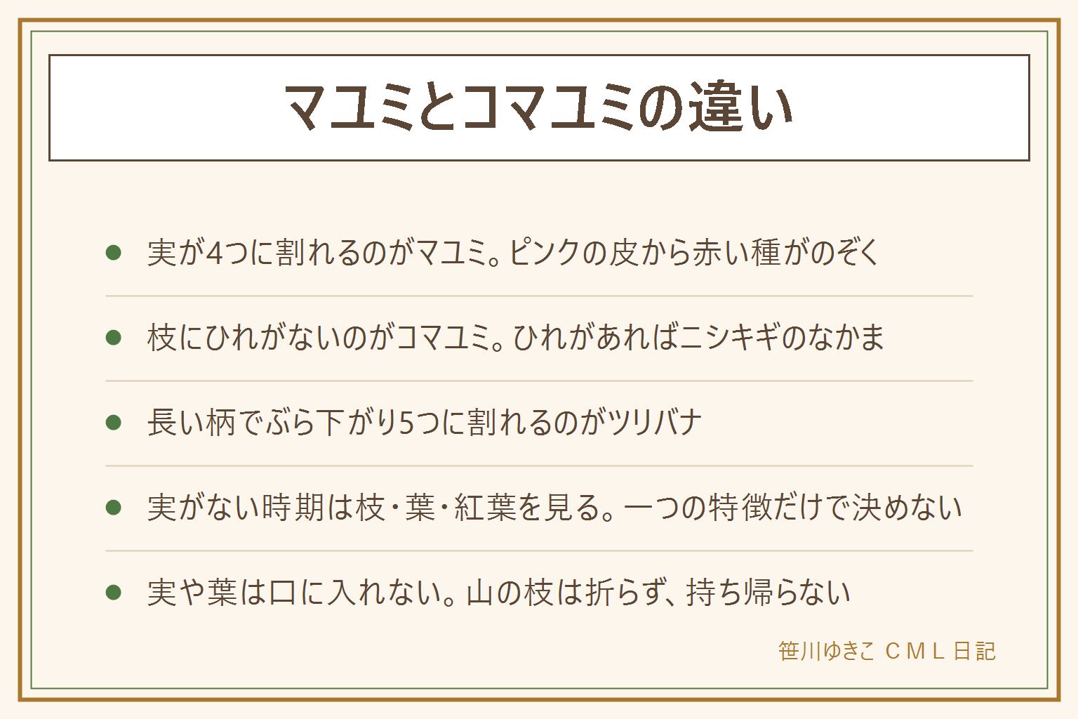 マユミとコマユミの違いの早見表:マユミは実が4つに割れてピンクの皮から赤い種がのぞく。コマユミはニシキギのなかまで枝にひれがなく、実は小さめで1つか2つに割れる。ニシキギの枝には板状のひれがある。ツリバナは長い柄でぶら下がり5つに割れる。実が付いていない時期は枝の形、葉、紅葉を見て図鑑と見比べる。一つの特徴だけで決めない。実や葉や花は口に入れない。子どもとペットに注意し、山の枝は折らず持ち帰らない。