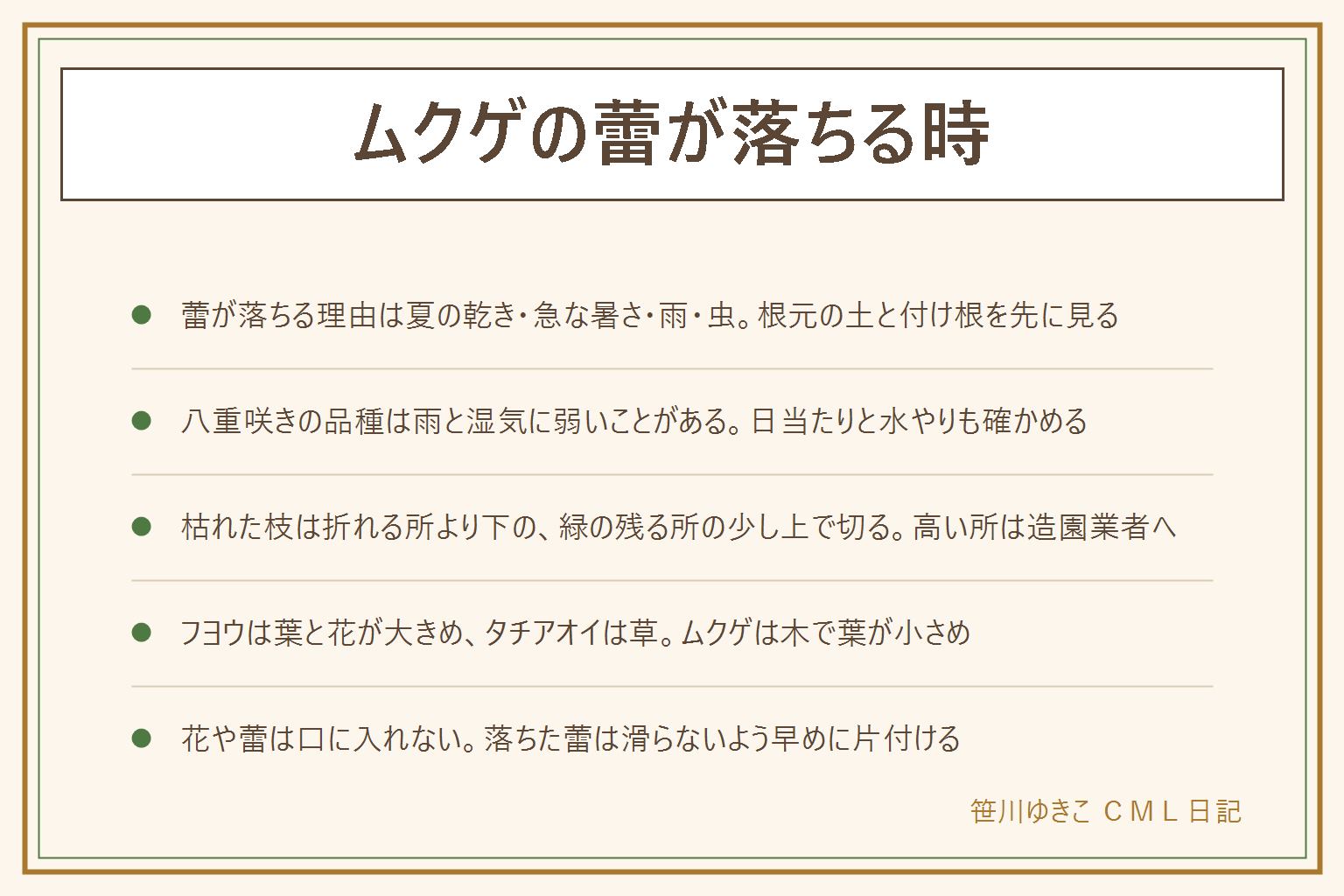ムクゲの蕾が落ちる時の早見表:蕾が落ちる理由は夏の乾き、急な暑さや雨、虫。根元の土と蕾の付け根を先に見る。八重咲きの品種は雨や湿気で咲きにくいことがある。枯れた枝は枝を曲げてぽきっと折れる所より下の緑の残る所の少し上で切る。ムクゲは木で葉が小さめ、フヨウは葉と花が大きめ、タチアオイは背の高い草。落ちた蕾や花は滑らないよう片付ける。花や蕾は子どもとペットが口に入れないよう届かない所に置き、口に入れた時は医療機関か中毒の相談窓口へ。高い枝は造園業者に相談する