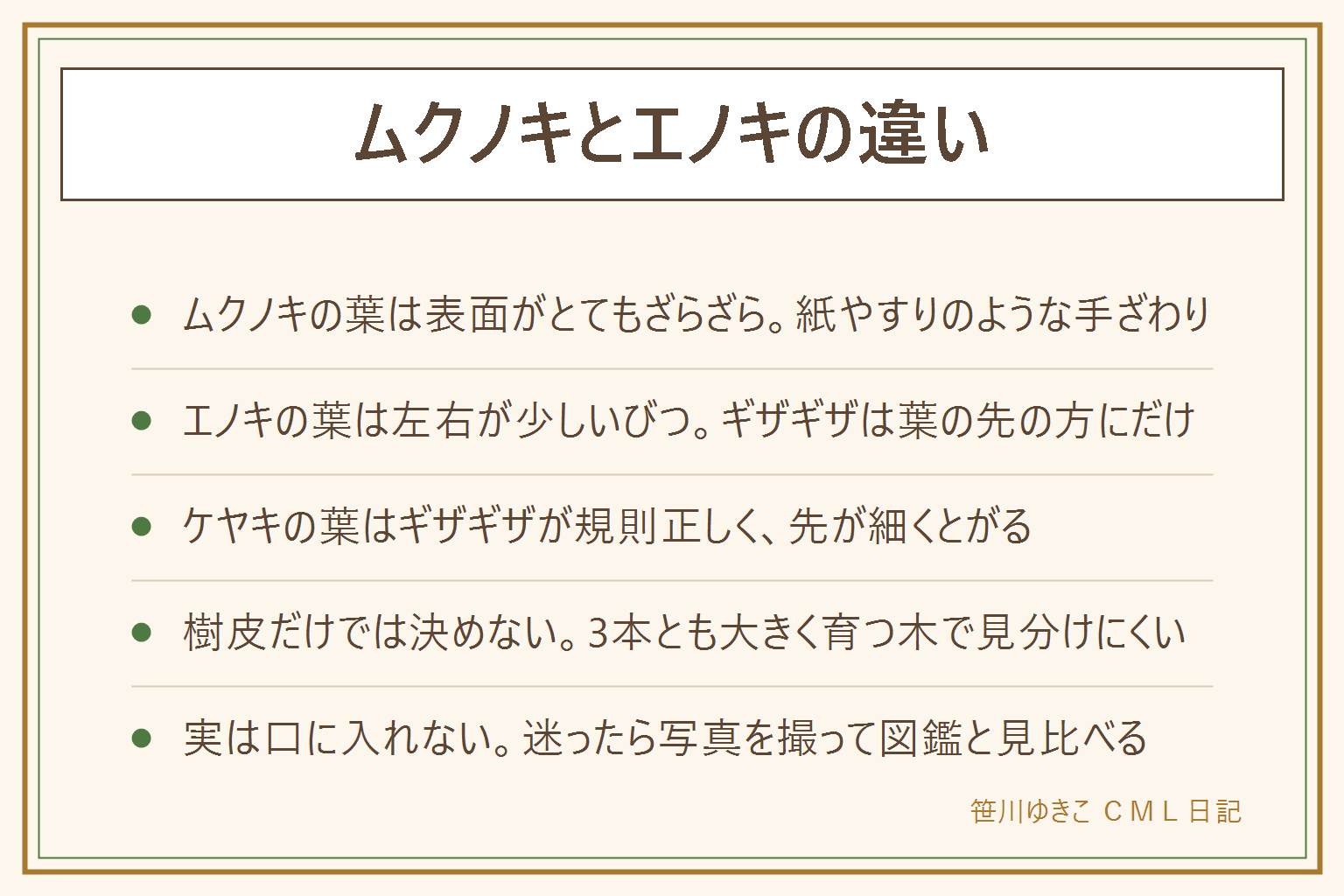 ムクノキとエノキとケヤキの見わけ方の早見表:ムクノキの葉は表面がとてもざらざらで紙やすりのよう。エノキの葉は左右が少しいびつで、ギザギザが葉の先の方にだけある。ケヤキの葉はふちのギザギザが規則正しく並び、先が細くとがる。3本とも大きく育つ木で、樹皮だけでは決めにくい。葉が見えない時は地面の落ち葉だけを見る。実は鳥が食べる小さな実で、口に入れず、子どもとペットにも注意する。迷ったら葉の表と裏、ふちのアップ、木の全体の3枚を撮って図鑑と見比べる。枝を折らず、持ち帰らず、私有地に入らない。
