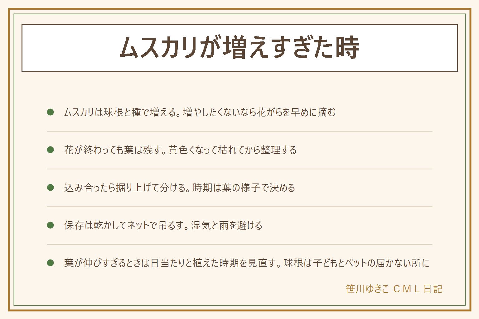 ムスカリが増えすぎた時の早見表:ムスカリは球根の分かれと、こぼれた種の両方で増える。花が終わったら花がらだけを摘み、葉は黄色くなって枯れるまで残す。増えすぎたときは花がらを早めに摘んで種を作らせず、込み合ったら掘り上げて球根を分ける。余った球根の捨て方は自治体のルールを確かめ、集合住宅の花壇は管理規約が先。掘り上げた球根は日陰でよく乾かし、通気のよいネットに入れて湿気を避けて吊るす。葉が伸びすぎるときは日当たりと植えた時期を見直す。水耕栽培の球根は花が終わったら土に植え替える。球根は子どもとペットの口に入らない所に置き、触れたら手を洗う