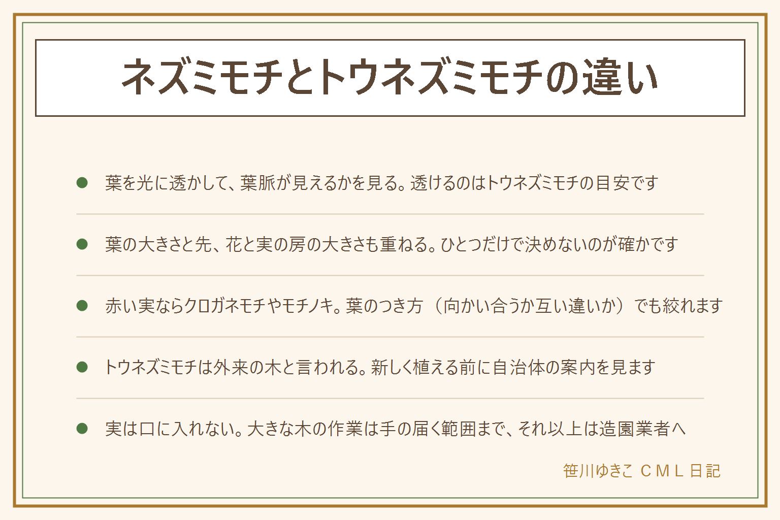 ネズミモチとトウネズミモチの違いの早見表:葉を光に透かした時に葉脈が透けて見えやすいのがトウネズミモチ、見えにくいのがネズミモチ。葉の大きさと先、花の房と実の房の大きさも重ねて見る。実が赤いのはクロガネモチやモチノキで、葉のつき方も違う。イボタノキはネズミモチと同じ仲間で葉が薄め。花のにおいは感じ方に個人差がある。トウネズミモチは外来の木と言われ、新しく植える前に自治体の案内を確認する。実は口に入れず、ペットや子どもがかじらないようにする。大きな木の剪定や伐採は手の届く範囲まで、それ以上は造園業者へ。