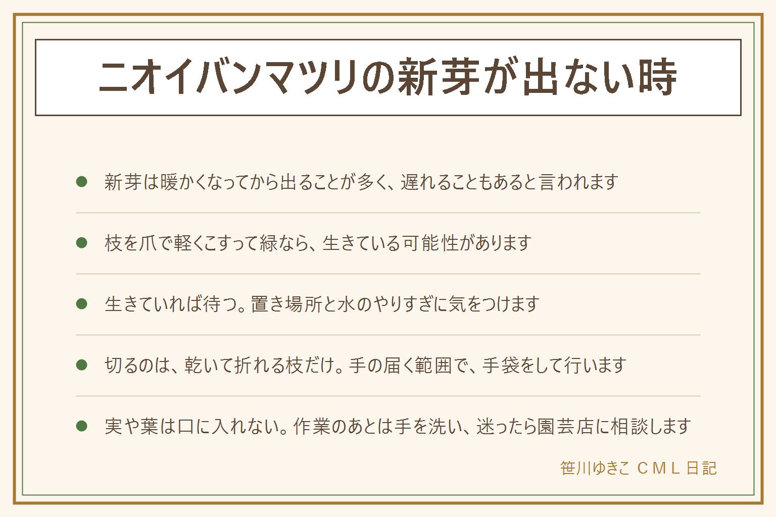 ニオイバンマツリの新芽が出ない時の早見表:新芽は暖かくなってから出ることが多く、ほかの木より遅れることがあると言われる。まず枝を爪で軽くこすり、中が緑なら生きている可能性があり、茶色く乾いて折れる枝は枯れている。確かめるのは必要な分だけにする。生きていれば待ち、置き場所は明るい所で、水は土が乾いてから。肥料や薬は自己判断せず、葉や枝を持って園芸店に相談する。切るのは乾いて折れる枝だけで、手の届く範囲で手袋をして行い、高い所や太い幹は造園業者へ。実や葉に毒があると言われるので口に入れず、子どもとペット特に犬に注意し、作業のあとは手を洗う
