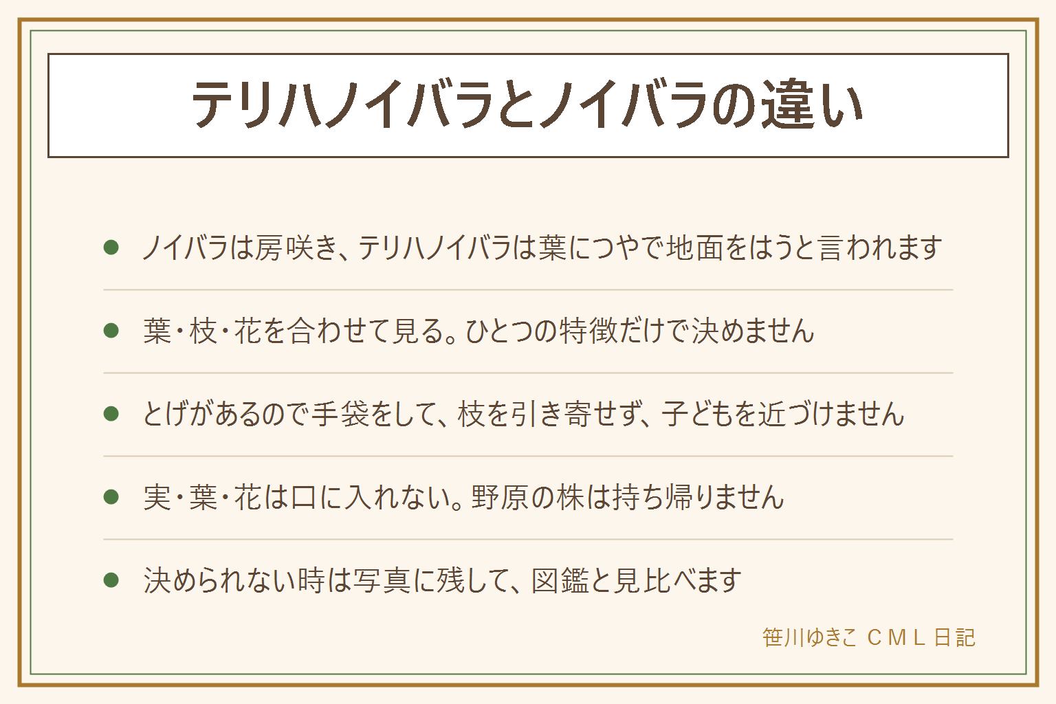 テリハノイバラとノイバラの違いの早見表:ノイバラは白い小さな花が房になって咲き、枝が立ち上がったりほかの木に寄りかかったりして伸びる。テリハノイバラは葉につやがあり、枝が地面をはうように伸び、ノイバラより少し遅れて咲くと言われる。ナニワイバラは大きな白い花が1輪ずつ咲く。ミヤコイバラなど細かな違いは写真を撮って図鑑と見比べる。とげがあるので厚手の手袋をして枝を引き寄せず、子どもを近づけない。実・葉・花は口に入れない。野原の株は持ち帰らず、枝を折らない。決められない時は決めない