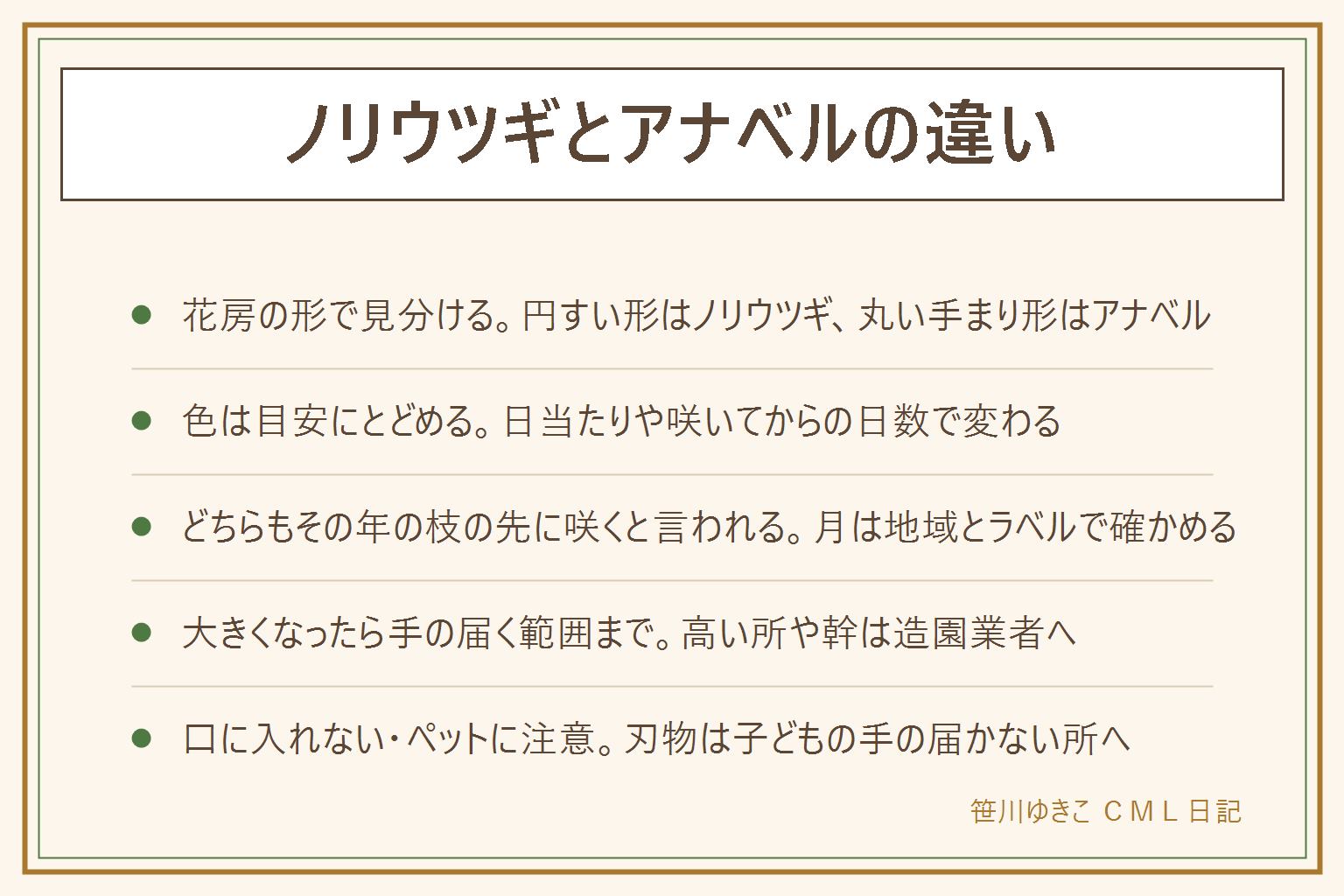 ノリウツギとアナベルの違いの早見表:ノリウツギは円すい形で三角に近い花房、アナベルは丸い手まり形の花房になると言われる。花は満開に近い頃に見比べると分かりやすい。色の変わり方は目安で、日当たりや咲いてからの日数で変わる。ミナヅキはノリウツギの仲間と言われる。どちらもその年に伸びた枝の先に花が咲くと言われ、切る月は地域とラベルで確かめる。大きくなったら手の届く範囲までにして、高い所や幹は造園業者に相談する。アジサイの仲間の葉や花は口に入れず、猫や犬にかじらせない。公園の枝や株は持ち帰らない