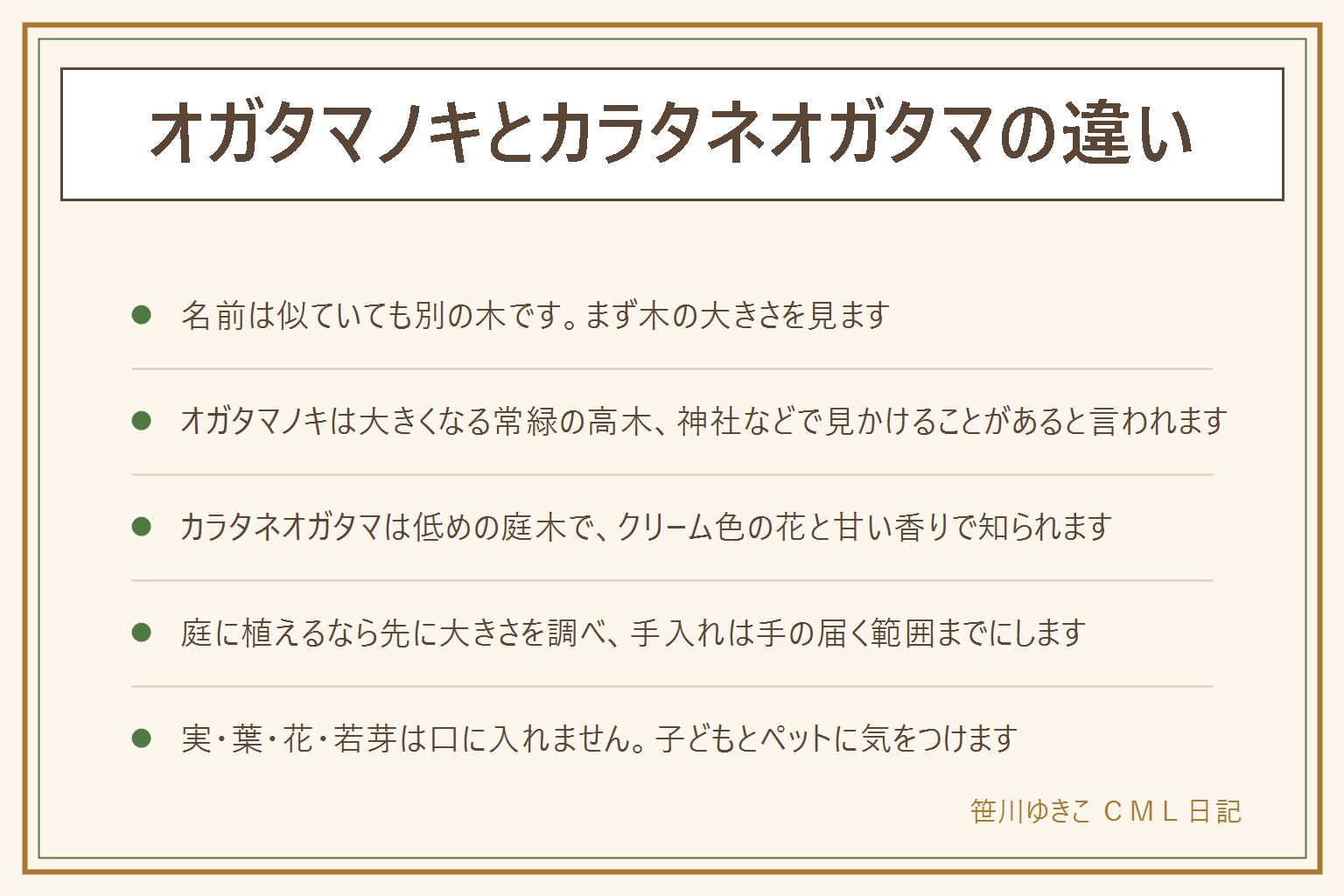 オガタマノキとカラタネオガタマの違いの早見表:名前は似ているが別の木。オガタマノキは大きくなる常緑の高木で、神社などで見かけることがあると言われる。カラタネオガタマは庭木にされる低めの常緑の木で、クリーム色の花とバナナに似た甘い香りで知られる。見分けは木の大きさを先に見て、花の色や香りは咲く時期に確かめる。決められなければ花と葉を写真に残し図鑑と見比べる。庭に植えるなら育った時の大きさを苗のラベルで調べ、手入れは手の届く範囲まで、高い所や太い幹は造園業者へ。実・葉・花・若芽は口に入れない。子どもとペットに注意する
