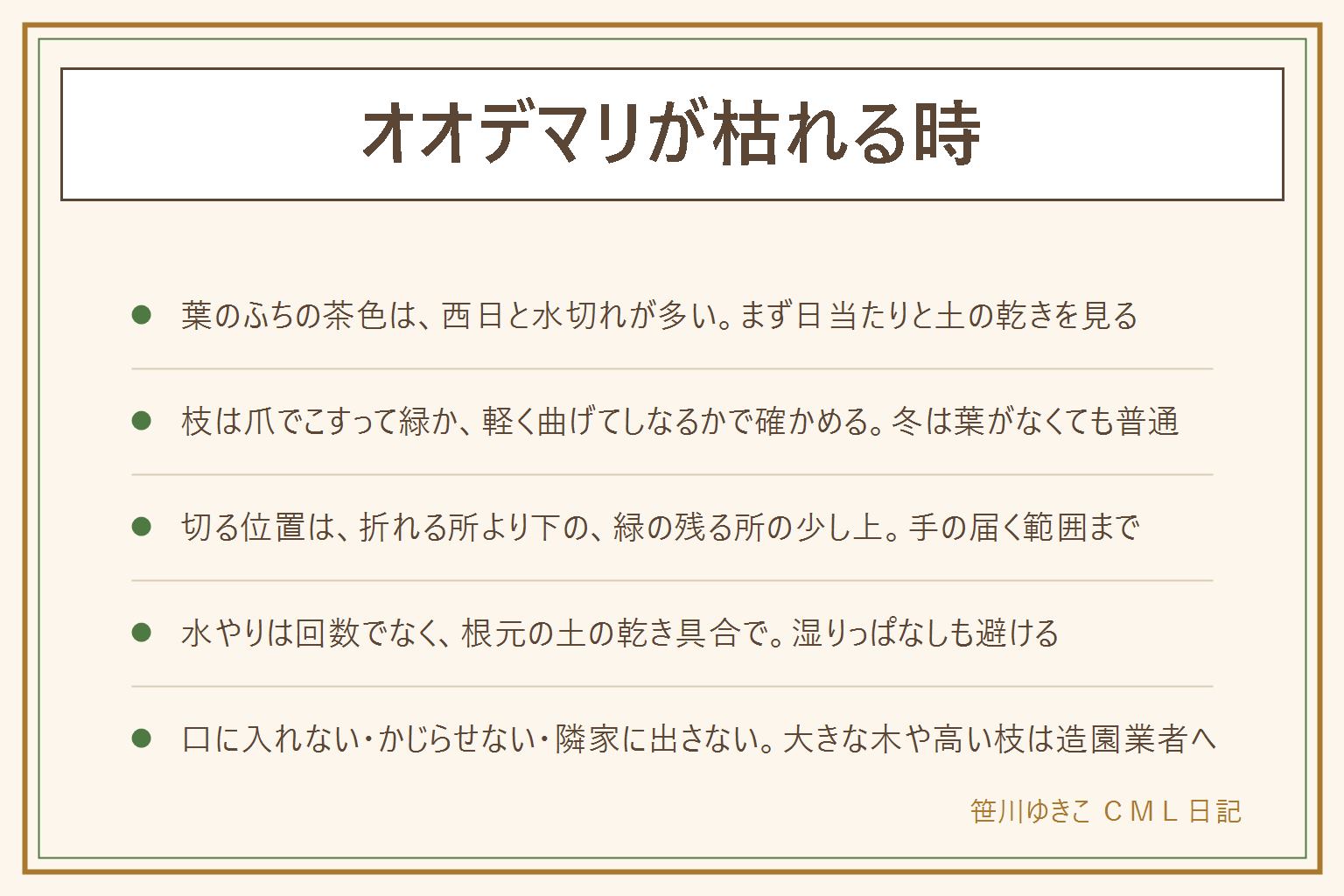 オオデマリが枯れる時の早見表:葉のふちが茶色くパリパリなら西日と水切れ、全体が黄色っぽくしおれるなら水はけと水のやりすぎ、植えたばかりなら根づくまでの水切れ、鉢植えで毎年傷むなら根づまりを疑う。枝が生きているかは爪で樹皮を少しこすって下が緑か、軽く曲げてしなるかで確かめる。切るなら折れる所より下の緑の残る所の少し上で、手の届く範囲まで。高い枝や太い幹は造園業者に相談する。水やりは回数でなく根元の土の乾き具合で決め、湿りっぱなしも避ける。葉に穴や白い物があっても少しなら様子を見て素手で触らず、薬剤は製品の表示どおりに使う。葉や花や枝は口に入れず、猫や犬がかじらないようにし、枝が隣家に出る時は話し合いで。復活は翌春に芽が動くかを待って判断する