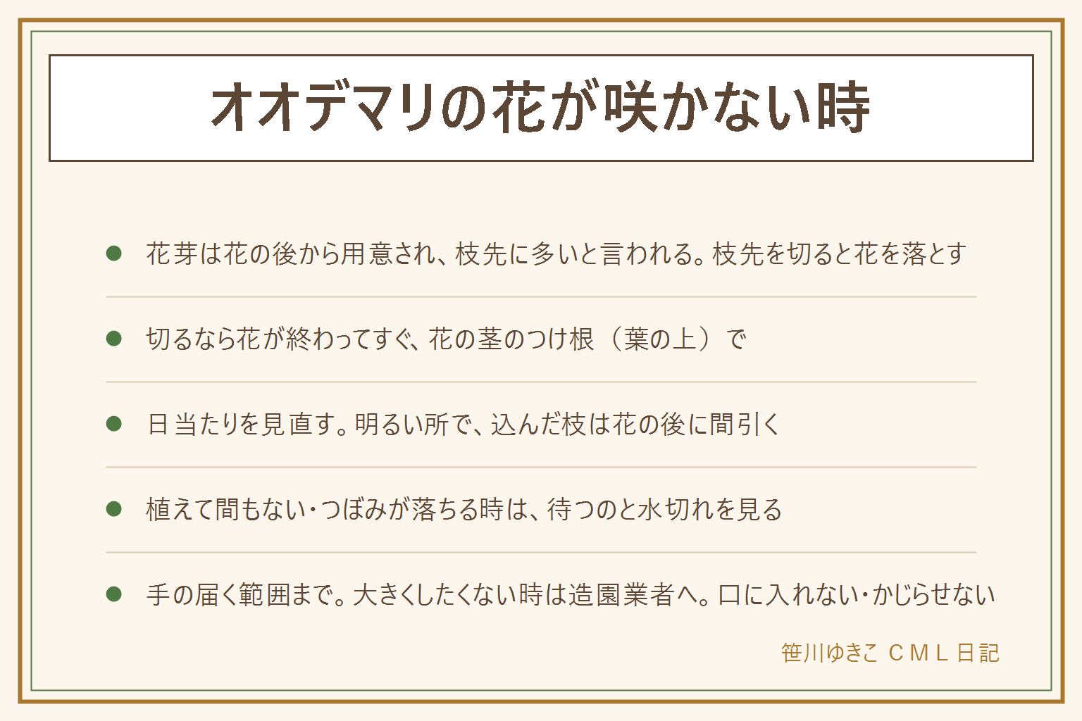 オオデマリの花が咲かない時の早見表:花芽は花が終わった後から用意され始め、枝先に多く丸くふくらむと言われる。秋や冬に枝先を切ると花芽を落としやすいので、切るなら花が終わってすぐ、花の茎のつけ根(葉の上)で切る。日当たりが足りないと花が少なくなるので、建物や木の陰になっていないか見直し、込んだ枝は花の後に間引く。植えて間もない木は根づくまで時間がかかり、苗のラベルで確かめる。つぼみが落ちる時は水切れと急な寒さを見る。切るのは手の届く範囲まで、脚立は使わず、大きくなりすぎた時は造園業者へ。花や葉や枝は口に入れず、猫や犬にかじらせず、枝が隣家に出る時は話し合いで