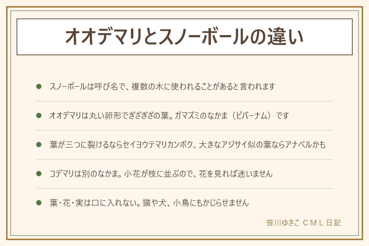 オオデマリとスノーボールの違いの早見表:スノーボールは白い手まり形の花をつける木の呼び名で、オオデマリのほか、セイヨウテマリカンボクやアナベルにも使われることがあると言われる。オオデマリはガマズミのなかま(ビバーナム)で、葉は丸い卵形でふちがぎざぎざ。セイヨウテマリカンボクは葉が三つに浅く裂ける。アナベルはアジサイのなかまで葉が大きく、咲く時期が少し遅い。コデマリはバラのなかまで小花が枝に並ぶ。葉や花や実は口に入れず、猫や犬にかじらせない