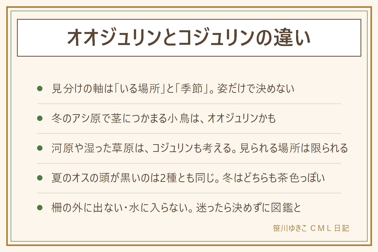 オオジュリンとコジュリンの違いの早見表:見分けの軸はいる場所と季節。オオジュリンは冬の川や池のまわりのアシ原でよく見かけ、アシの茎につかまって皮をはぐように動く。コジュリンは河原や湿った草原にいて、見られる場所が限られている。夏のオスはどちらも頭が黒くなり、冬はどちらも茶色っぽいので、頭の色だけでは決めない。水辺では柵や遊歩道の外に出ない、水に入らない、子どもは大人と一緒、野鳥は捕まえない・巣やヒナに触らない・えさをやらない。迷ったら場所と景色をメモし、離れて写真を撮り、図鑑の夏と冬の姿と見比べ、決めきれなければ決めない