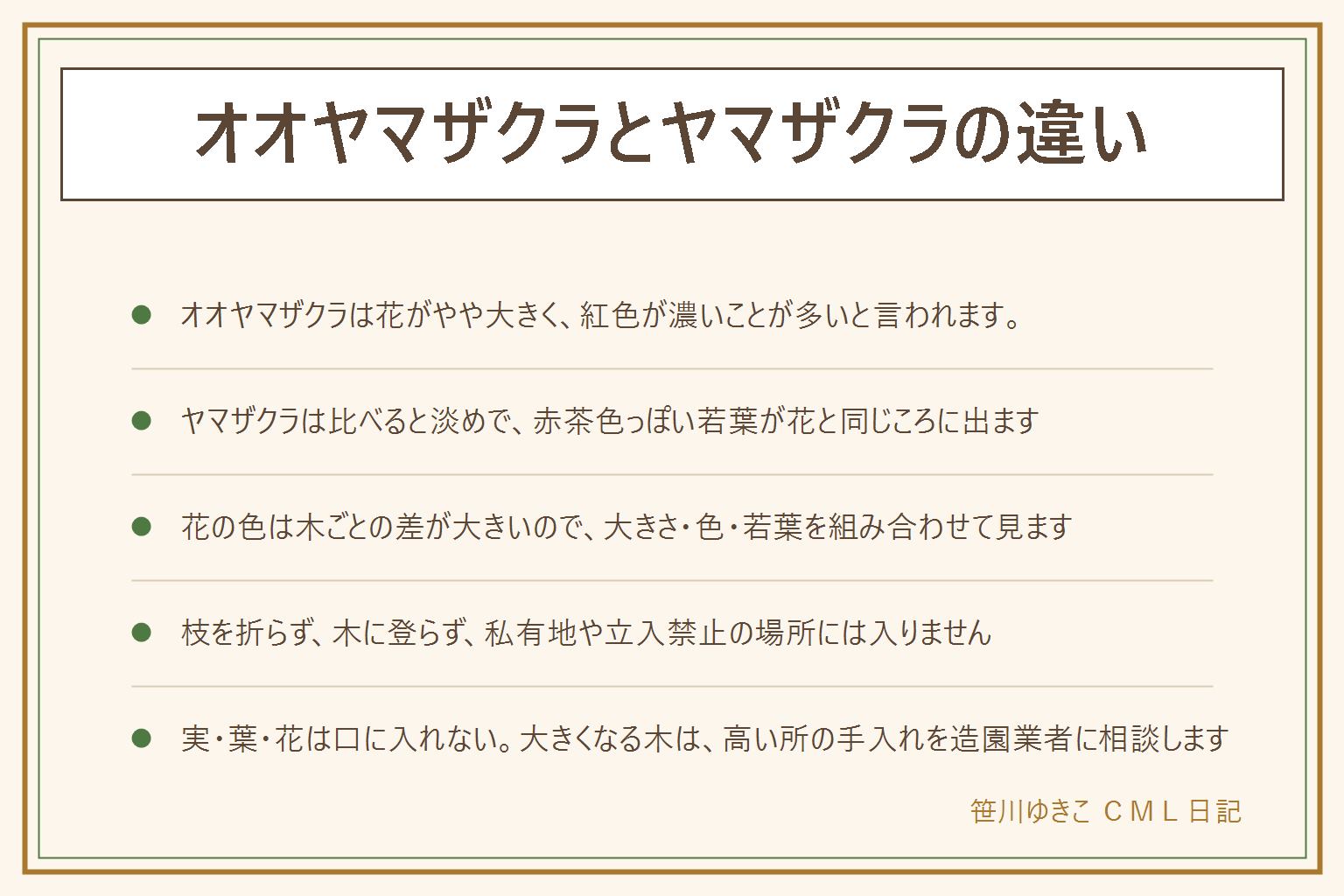 オオヤマザクラとヤマザクラの違いの早見表:オオヤマザクラは花がやや大きく、ヤマザクラより花の紅色が濃いことが多いと言われる。寒い地域や山で見られることが多く、エゾヤマザクラとも呼ばれる。ヤマザクラは比べると淡めで、花と同じころに赤茶色っぽい若葉が出る。花の色は木ごとの差が大きいので、大きさと色と若葉を組み合わせて見る。迷ったら花と葉を写真に撮って図鑑と見比べる。枝を折らない、花を摘まない、木に登らない、私有地や立入禁止の場所に入らない。実・葉・花は口に入れない。庭に植えるなら大きくなる木で、高所は造園業者へ