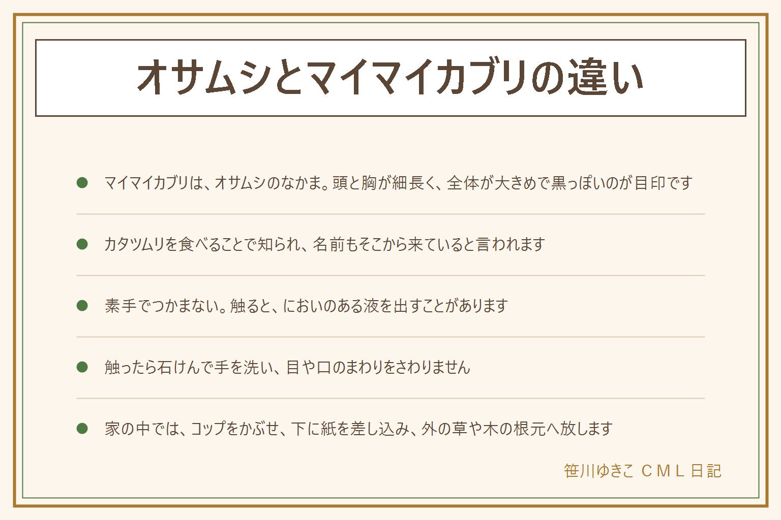 オサムシとマイマイカブリの違いの早見表:マイマイカブリはオサムシのなかまのひとつで、頭と胸が細長く、全体が大きめで黒っぽいのが目印。カタツムリを食べることで知られ、名前もそこから来ていると言われる。触ると、においのある液を出すことがあるので素手でつかまない。触ったら石けんで手を洗い、目や口のまわりをさわらない。家の中に入った時は、素手でつかまず、コップをかぶせて下に紙を差し込み、そのまま外の草や木の根元へ放す。それ以外の体つきなら、写真を撮って図鑑と見比べる。子どもとペットは近づけない
