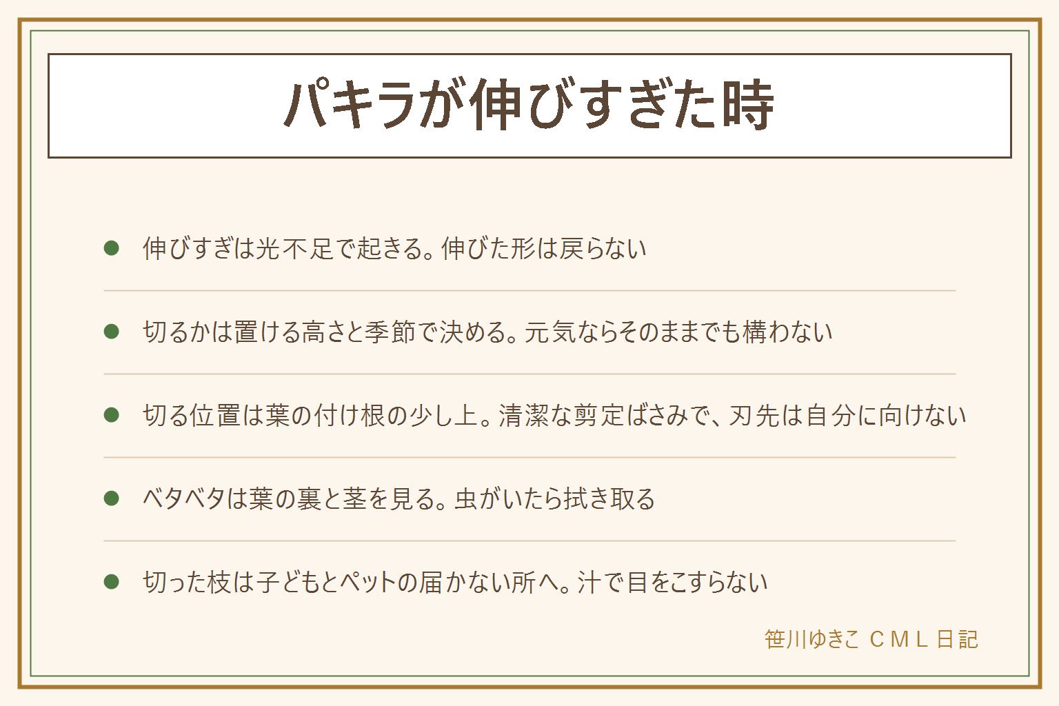 パキラが伸びすぎた時の早見表:伸びすぎは光不足で起き、間延びした部分は戻らない。切るかそのままかは置ける高さと季節で決め、天井や照明にぶつかりそうなら切り戻し、倒れず元気ならそのままでもよい。切る位置は残したい高さの葉の付け根の少し上、清潔な剪定ばさみで刃先を自分に向けず、切り口の汁に触れた手で目をこすらない。枯れた葉は柄の付け根から切る。葉や床がベタベタする時は葉の裏と茎に小さな虫がいないか見て、濡らした布で拭き取り、風を通す。切った枝と葉は子どもとペットの届かない所へ