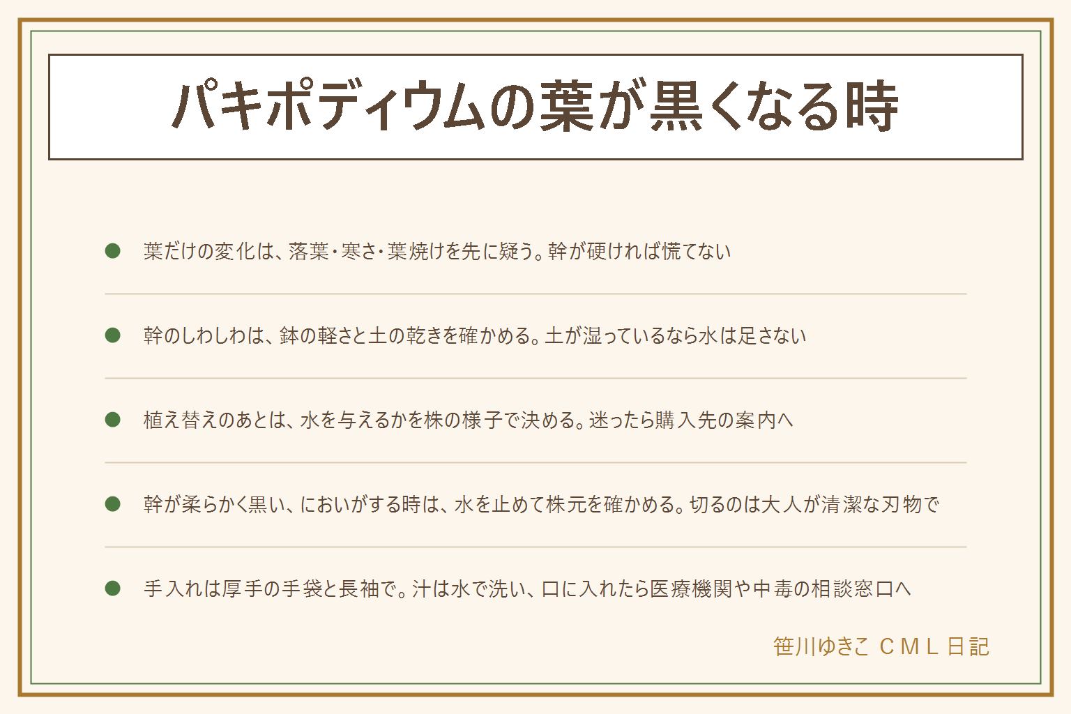 パキポディウムの葉が黒くなる時の早見表:まず葉ではなく幹の硬さと株元の色を見る。幹が硬く葉だけ黄色い黒いなら季節の落葉、寒さ、葉焼けを疑い、窓際の夜の冷えと強い日差しに注意する。幹がしわしわで鉢が軽く土が奥まで乾いていれば水の足りなさ、土が湿っているのにしわしわなら根の傷みを疑う。植え替えのあとは株の様子を見て水を与えるか決める。幹が柔らかく株元が黒くにおいがする時は水を止めて株元を確かめ、傷んだ所を取る胴切りは大人が清潔な刃物で行い、切り口を乾かす。トゲと樹液から手を守るため厚手の手袋と長袖、汁がついたら水で洗い目をこすらない、口に入れたら医療機関や中毒の相談窓口へ。子どもとペットの手の届かない所、重い鉢の転倒にも注意