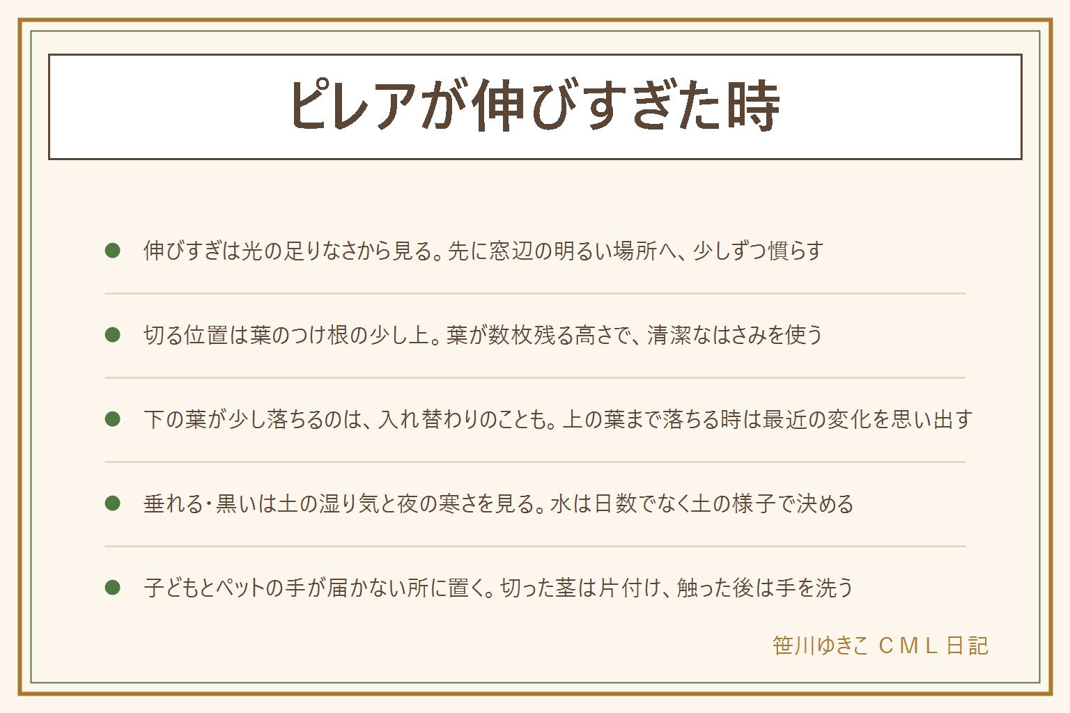 ピレアが伸びすぎた時の早見表:伸びすぎは光の足りなさが関わるので、先に窓辺の明るい場所へ少しずつ近づける。切り戻しは葉のつけ根の少し上で切り、葉が数枚残る高さにして、根元近くまで深く切らない。はさみは清潔にして刃先を人に向けない。切った先は水に挿す方法もある。下の葉が少しずつ落ちるのは古い葉の入れ替わりのこともある。葉が垂れる時は土が乾いているか湿ったままかを見て、夜に冷える窓辺では寒さで黒くなることがある。ピレアとペペロミアは別の仲間なので、名札や購入先の案内で品種名を確かめる。子どもとペットの手が届かない所に置き、触った後は手を洗う。