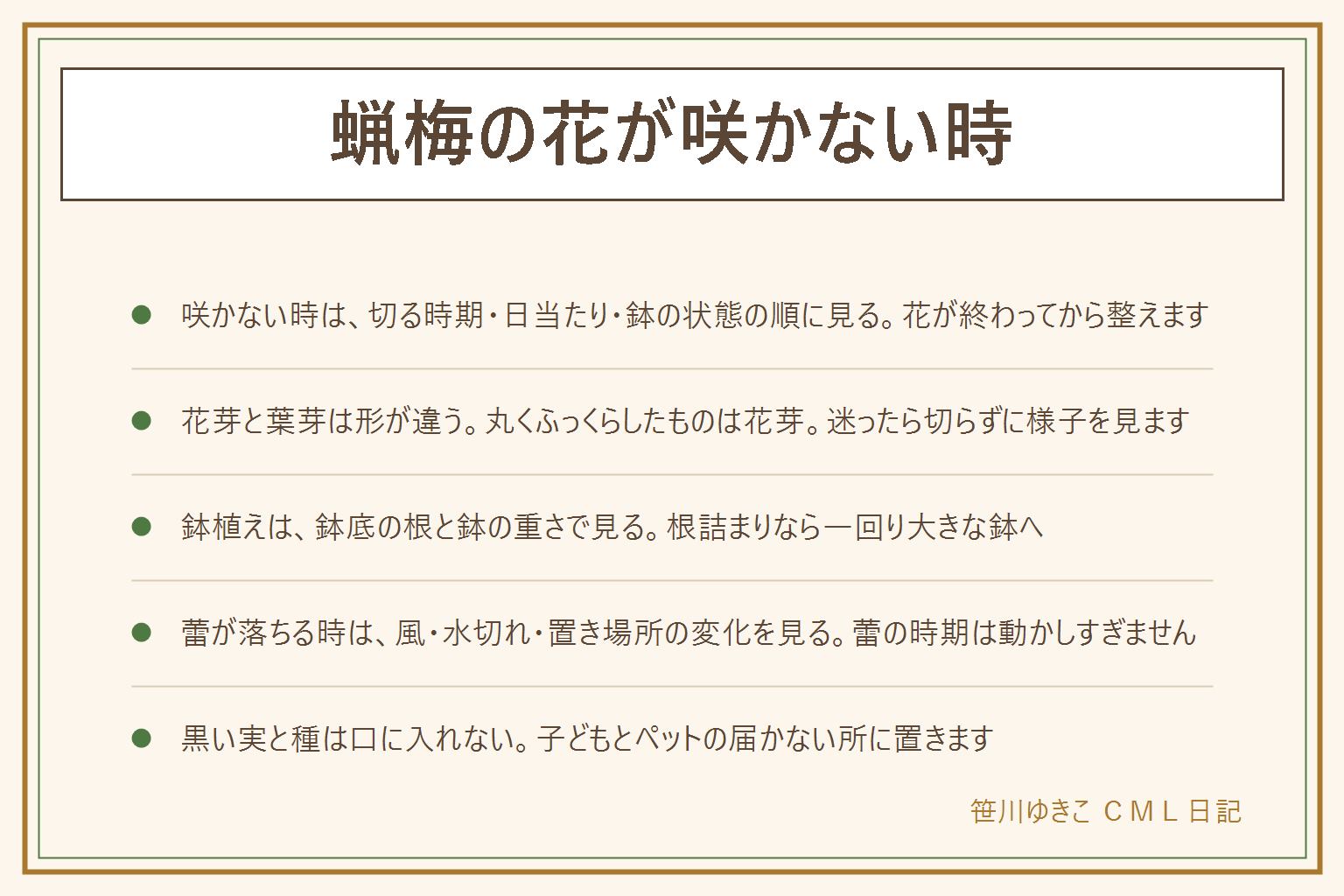 蝋梅の花が咲かない時の早見表:咲かない時は、枝を切った時期、日当たり、鉢植えの根詰まりと水切れの順に見る。花芽ができる前に枝を切っていないか、花が終わってから混み合った枝だけを手の届く範囲で整える。花芽は丸くふっくら、葉芽は細くとがる、迷ったら切らない。日当たりと冷たい風を見直す。鉢植えは鉢底から根が出ていないか、鉢の重さで水を決め、根詰まりなら一回り大きな鉢へ。蕾が落ちる時は乾いた風、水切れ、置き場所の変化を見る。黄梅は枝が細くて緑色、蝋梅は花が半透明でろうのよう。黒い実と種は口に入れず、子どもとペットの届かない所へ。ベランダの鉢は落ちても人に当たらない位置に置き、管理規約に従う