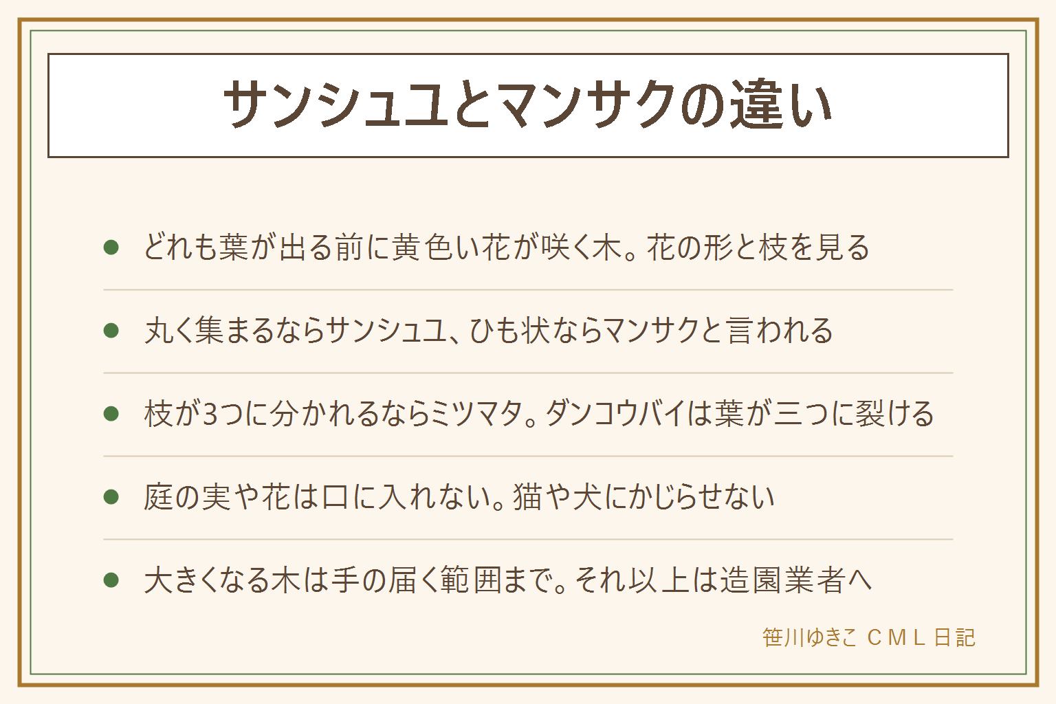 サンシュユとマンサクの違いの早見表:どれも葉が出る前に黄色い花が咲く木。サンシュユは小さな花が丸く集まり、秋に赤い実がつく。マンサクは細いひものような花びらがちぢれる。ミツマタは枝が3つに分かれ、先に丸い房が下向きにつく。ダンコウバイは小さな花が枝にくっつくように固まり、葉が三つに浅く裂ける。迷った時は枝の分かれ方を先に見る。トキワマンサクは常緑の別の木。秋の実や花、葉、枝は口に入れず、猫や犬にかじらせない。花に来る虫には近づかない。大きくなる木は手の届く範囲まで、脚立は使わず、それ以上は造園業者へ