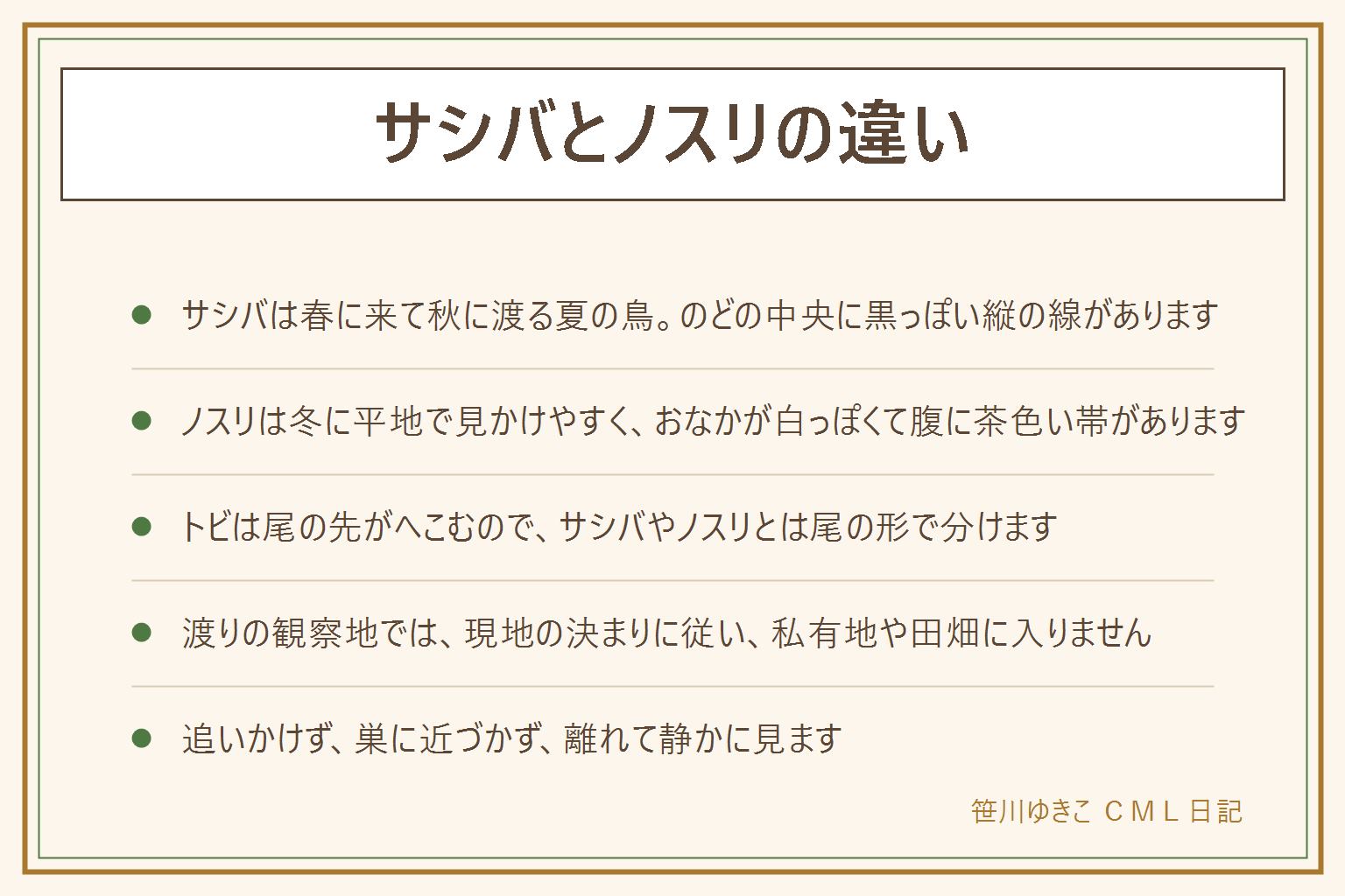サシバとノスリの違いの早見表:サシバは春に来て秋に南へ渡る夏の鳥と言われ、のどの中央に黒っぽい縦の線が1本あり、胸が茶色っぽい。ノスリは冬に平地で見かけやすく、おなかが白っぽく、腹に茶色い帯がある。トビは尾の先がへこんで見える。サシバとノスリの尾はへこまず扇のような形。渡りの時期は大勢が集まるので、現地の決まりに従い、私有地や田畑に入らない。追いかけない、待ち伏せしない、巣に近づかない、ドローンを飛ばさない、えさをやらない、捕まえない