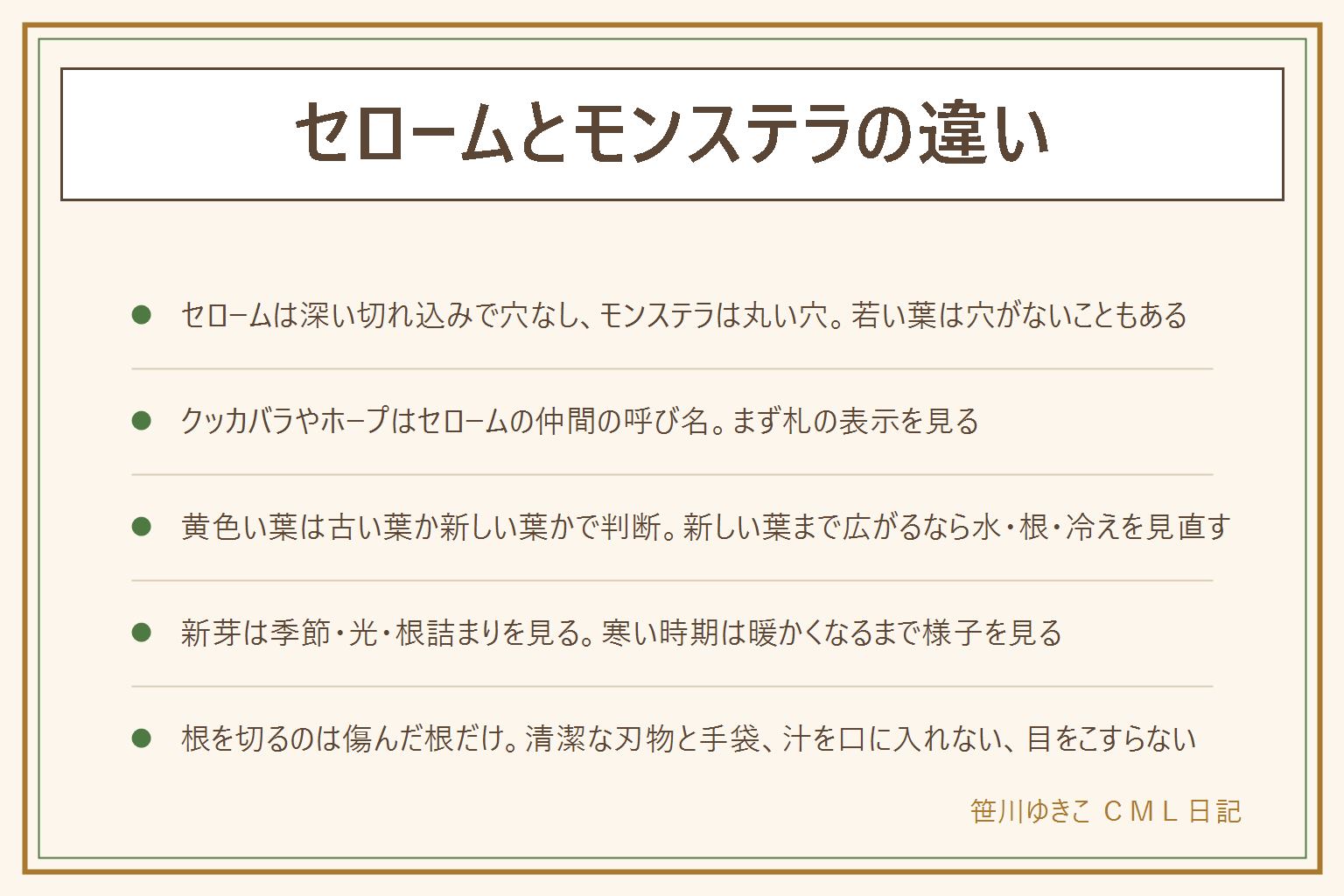 セロームとモンステラの違いの早見表:セロームは葉の縁から深い切れ込みが入り穴は開かない、モンステラは葉に丸い穴が開き縁にも切れ込みがある。若い葉は穴がないこともあるので茎の伸び方や気根と札の表示もあわせて見る。クッカバラやホープはセロームの仲間の呼び名として売られることがある。葉が黄色くなる時は、下の古い葉が1枚ずつなら入れ替わり、新しい葉まで広がるなら水と根と冷えを見直す。新芽が出ない時は季節と光と根詰まりを見る。植え替えで根を切る時は傷んだ根だけを清潔なはさみで。切り口の汁は手袋をして、ついたら水で洗い、目をこすらない。目に入った時や痛む時は医療機関へ。葉や汁を口に入れない、子どもの手の届かない所、猫や犬がかじらない所へ