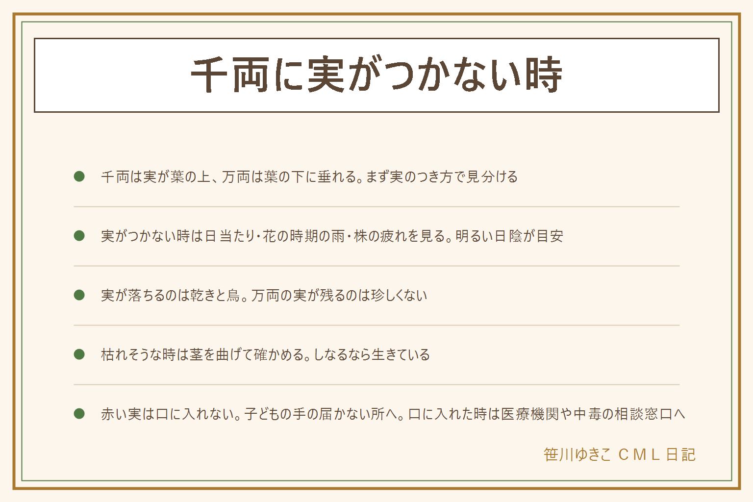 千両に実がつかない時の早見表:千両は実が葉の上につき、万両は実が葉の下に垂れる。実がつかない時は日当たり、花の時期の雨、株の疲れを見て、置き場所は明るい日陰が目安。実が落ちる時は乾きと鳥を見る。万両の実が長く残るのは珍しくない。万両が伸びすぎたら株元に近い所から清潔なはさみで整理する。枯れてきた時は茎を曲げて、しなるなら生きている。正月飾りに切る時は切り口を切り直して水を毎日替え、暖房の風を避ける。赤い実は口に入れない、小さな子どもの手の届かない所へ、口に入れた時は医療機関や中毒の相談窓口へ。猫や犬がかじらない所へ飾り、気になる時は獣医さんに相談する