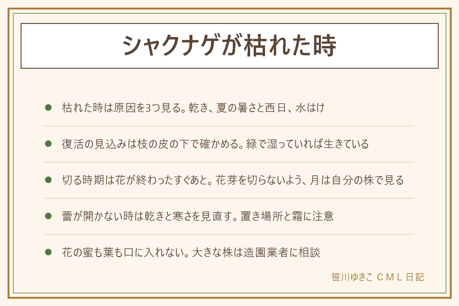 シャクナゲが枯れた時の早見表:枯れる原因は、根が浅く乾きに弱い、夏の暑さと西日、水はけの3つ。復活できるかは、細い枝先の皮を爪で軽くこすり、皮の下が緑で湿っていれば生きている。切る時期は花が終わったすぐあとで、花芽を切らないよう強く切り戻さない。蕾のまま開かない時は、乾きと寒さと霜を見直す。シャクヤクは草、ボタンは落葉の低木で別の植物。ツツジの仲間なので花の蜜を吸わず、花と葉を口に入れない。大きな株は造園業者に相談