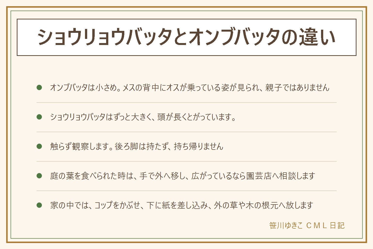 ショウリョウバッタとオンブバッタの違いの早見表:オンブバッタは体が小さめのバッタで、メスの背中にオスが乗っている姿がよく見られ、名前もそこから来ている。親子ではない。ショウリョウバッタはずっと大きく、頭が長くとがり、オスは飛ぶ時にキチキチと音を立てることがある。触らずに観察し、後ろ脚は取れやすいので持たない。庭の葉を食べられた時は、コップと紙で外へ移し、広がっている時は葉を持って園芸店に相談する。家の中に入った時は、素手でつかまず、コップをかぶせて下に紙を差し込み、そのまま外の草や木の根元へ放す。子どもとペットは近づけない