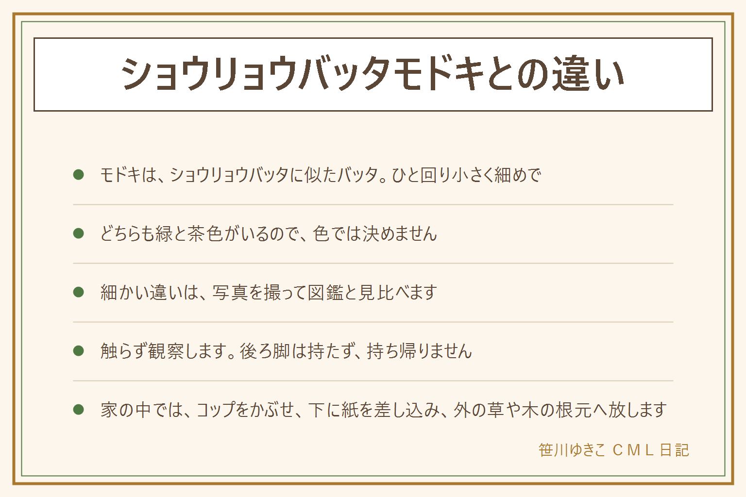 ショウリョウバッタモドキとの違いの早見表:ショウリョウバッタモドキはショウリョウバッタに似たバッタで、体がひと回り小さく細め。ショウリョウバッタは頭が長くとがった大きなバッタ。どちらも緑のものと茶色のものがいるので、色では決めない。細かい違いは写真を撮って図鑑と見比べる。触らずに観察し、後ろ脚は取れやすいので持たない。持ち帰らない。家の中に入った時は、素手でつかまず、コップをかぶせて下に紙を差し込み、そのまま外の草や木の根元へ放す。子どもとペットは近づけない