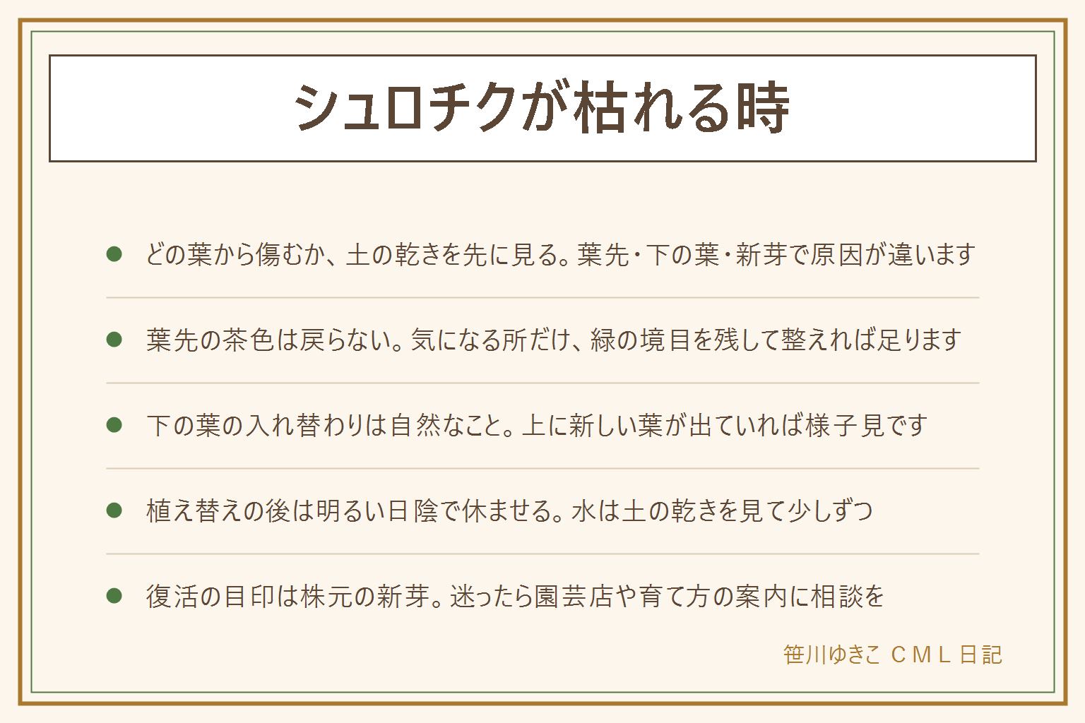 シュロチクが枯れる時の早見表:どの葉から傷んでいるかと土の乾きを先に見る。葉先だけ茶色は乾きと置き場所、下の葉が落ちるのは入れ替わりか暗さを確かめる、新芽が出ない時は根づまりと冬の休み、植え替えの後は明るい日陰で休ませる。庭に植えるなら北風と水がたまる場所を避け、寒い地域は鉢で冬だけ屋内も。観音竹は葉が広めで先が丸く、シュロチクは細めで先がとがる傾向。復活の目印は株元の新芽。葉や茎は子どもとペットが口に入れないよう手の届かない所に置く