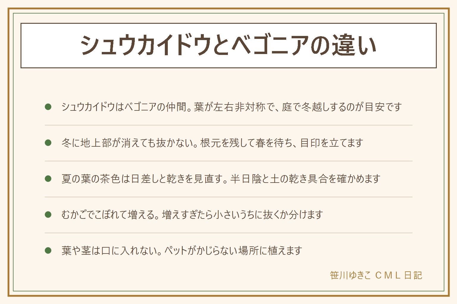 シュウカイドウとベゴニアの違いの早見表:シュウカイドウはベゴニアの仲間で、葉が左右非対称のハート形、庭で冬に地上部が枯れて春に芽が出る。鉢で育てる一般的なベゴニアは寒さに弱く室内で管理する物が多い。冬に地上部が消えても根元を掘り返さず、目印を立てて春を待つ。夏の葉の縁の茶色は強い日差しと乾燥を見直し、半日陰や遮光ネットを使う。水やりは土の乾き具合を指で確かめる。葉のつけ根のむかごがこぼれて増えるので、増えすぎたら小さいうちに抜く。はさみの刃先は自分と反対に向け、使ったら子どもの手の届かない所へ。葉や茎は口に入れず、ペットもかじらせない