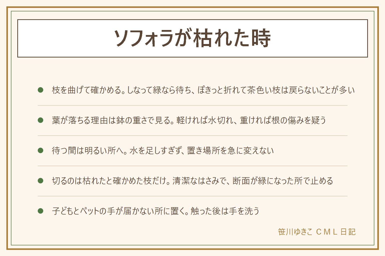 ソフォラが枯れた時の早見表:葉が全部落ちても枝が生きていれば芽が出ることがある。枝を少し曲げてしなり、表皮の中が緑なら待つ。ぽきっと折れて茶色い枝は、その枝は戻らないことが多い。葉が落ちる理由は鉢の重さで見分け、軽ければ水切れ、重ければ根の傷みを疑う。復活を待つ間は明るい所に置き、強い直射は避け、水を足しすぎず、置き場所を急に変えない。枯れた枝は、枯れたと確かめた枝だけ清潔なはさみで切り、断面が緑になった所で止める。リトルベイビーやミクロフィラは名札で確かめる。子どもとペットの手が届かない所に置き、触った後は手を洗う。