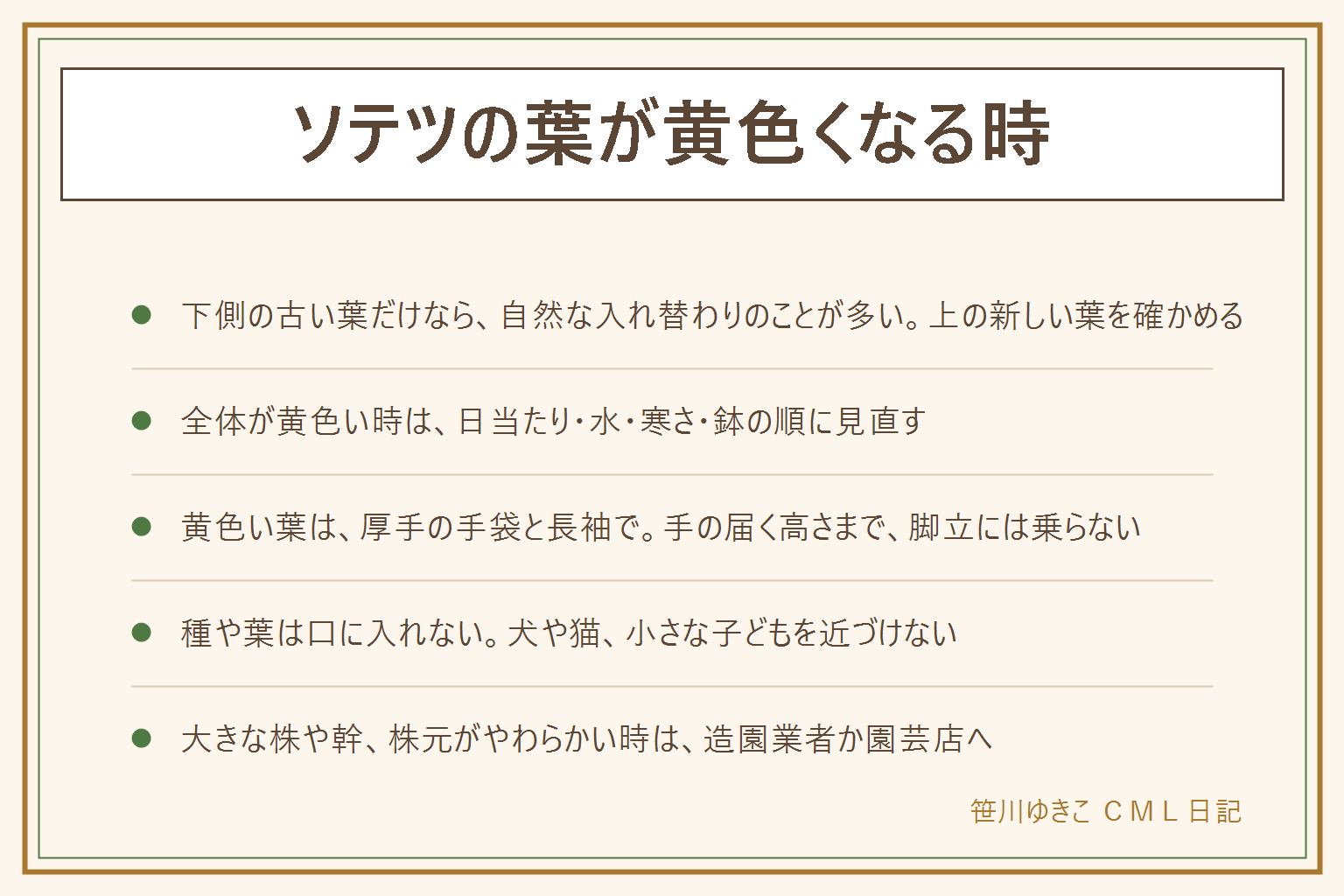 ソテツの葉が黄色くなる時の早見表:下側や外側の古い葉だけなら入れ替わりのことが多い、上の新しい葉と株元を確かめる。全体が黄色い時は日当たり、水のやりすぎと受け皿の水、冬の寒さや霜、鉢が窮屈になっていないかを順に見る。黄色くなった葉を切る時は葉の先がとがるので厚手の手袋と長袖、手の届く高さまで、脚立には乗らない。新芽が出ない時は暖かくなるまで待つ。種や葉は口に入れず、犬や猫、子どもを近づけない。大きな株や幹、株元がやわらかい時は造園業者か園芸店へ相談する