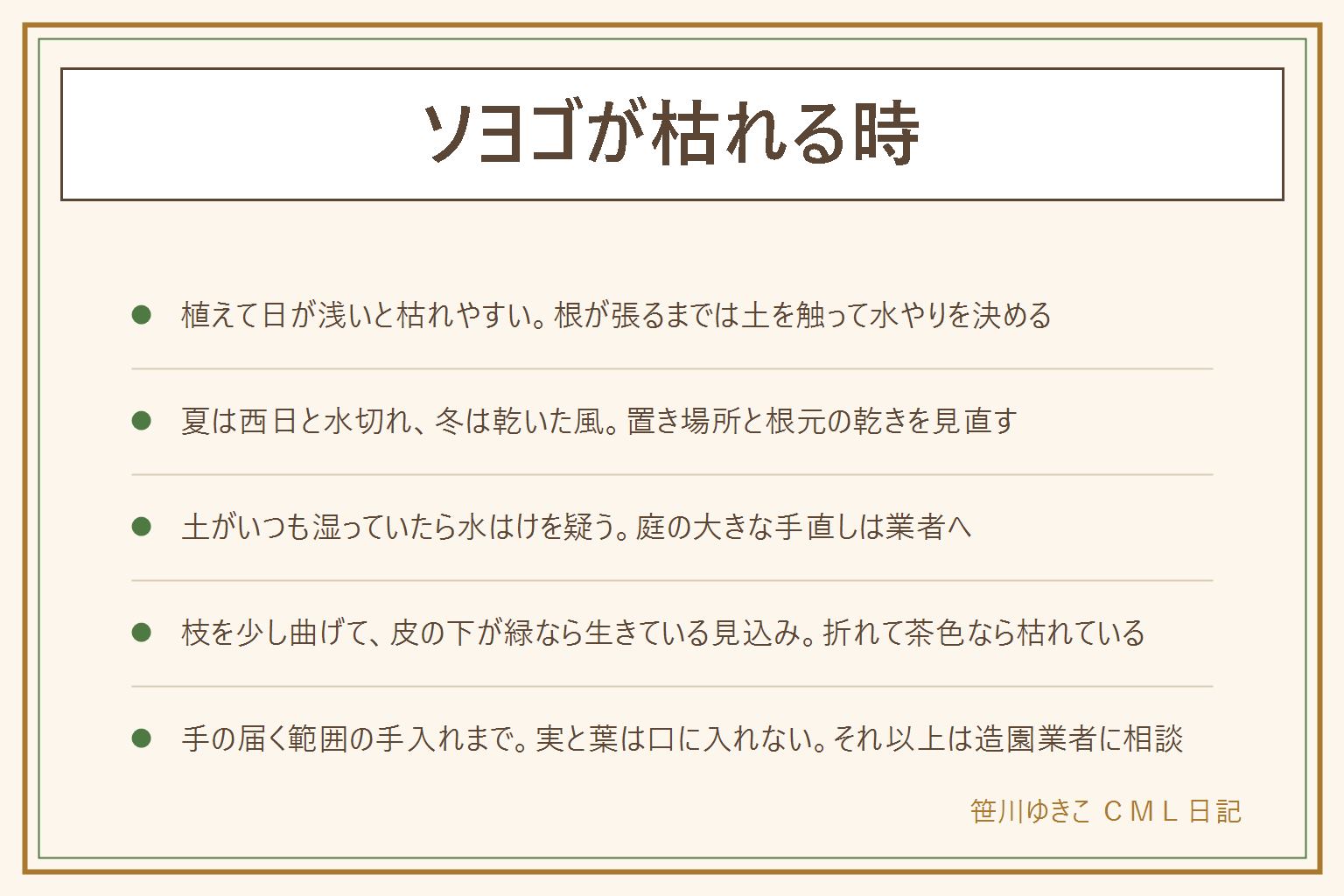 ソヨゴが枯れる時の早見表:いつ、どこから、どんな色かで見分ける。植えて日が浅いと根が張っていないので土を触って水やりを決める。夏の葉のちりちりは西日と水切れ、根元にしっかり水をあげる。冬に葉が茶色くなるのは乾いた冷たい風、風の通り道を避ける。土がいつも湿っているなら水はけが悪く根が弱った可能性。枝を少し曲げて折れず皮の下が緑なら生きている見込み、ぽきっと折れて皮の下が茶色なら枯れている。手の届く範囲の手入れまでにして、大きな木や立ち枯れの木は造園業者に相談。赤い実と葉は子どもとペットの口に入れない。ベランダの鉢は落ちない位置に