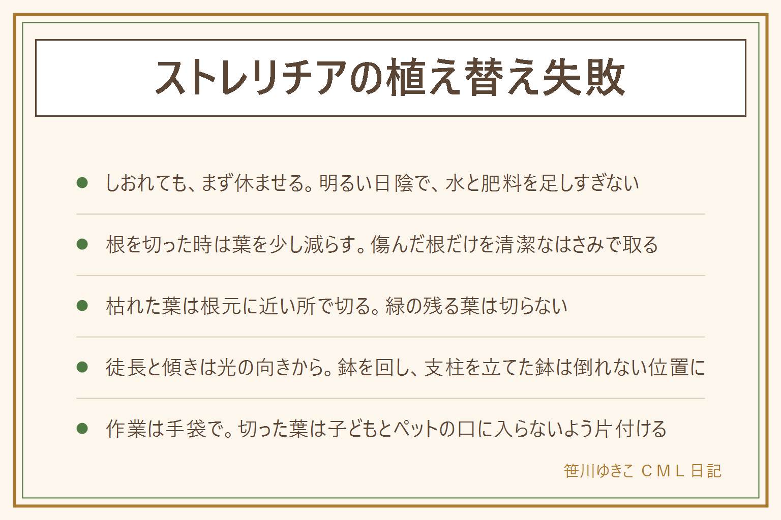 ストレリチアの植え替え失敗の早見表:植え替え直後のしおれは根が水を吸いにくいため。明るい日陰で休ませ、水と肥料を足しすぎない。根を切った時は黒くぶよぶよした根だけを取り、葉を少し減らして根と葉のバランスを取る。枯れた葉は葉柄の根元に近い所で清潔なはさみで切り、緑が残る葉は切らない。葉先だけ枯れた時は枯れた部分だけ切る。徒長や傾きは光が足りないサインで、鉢の向きを変え、明るい場所へ少しずつ動かし、支柱を立てた鉢は倒れても人に当たらない位置へ。作業は手袋を使い、切った葉や茎は子どもとペットの口に入らないよう片付ける