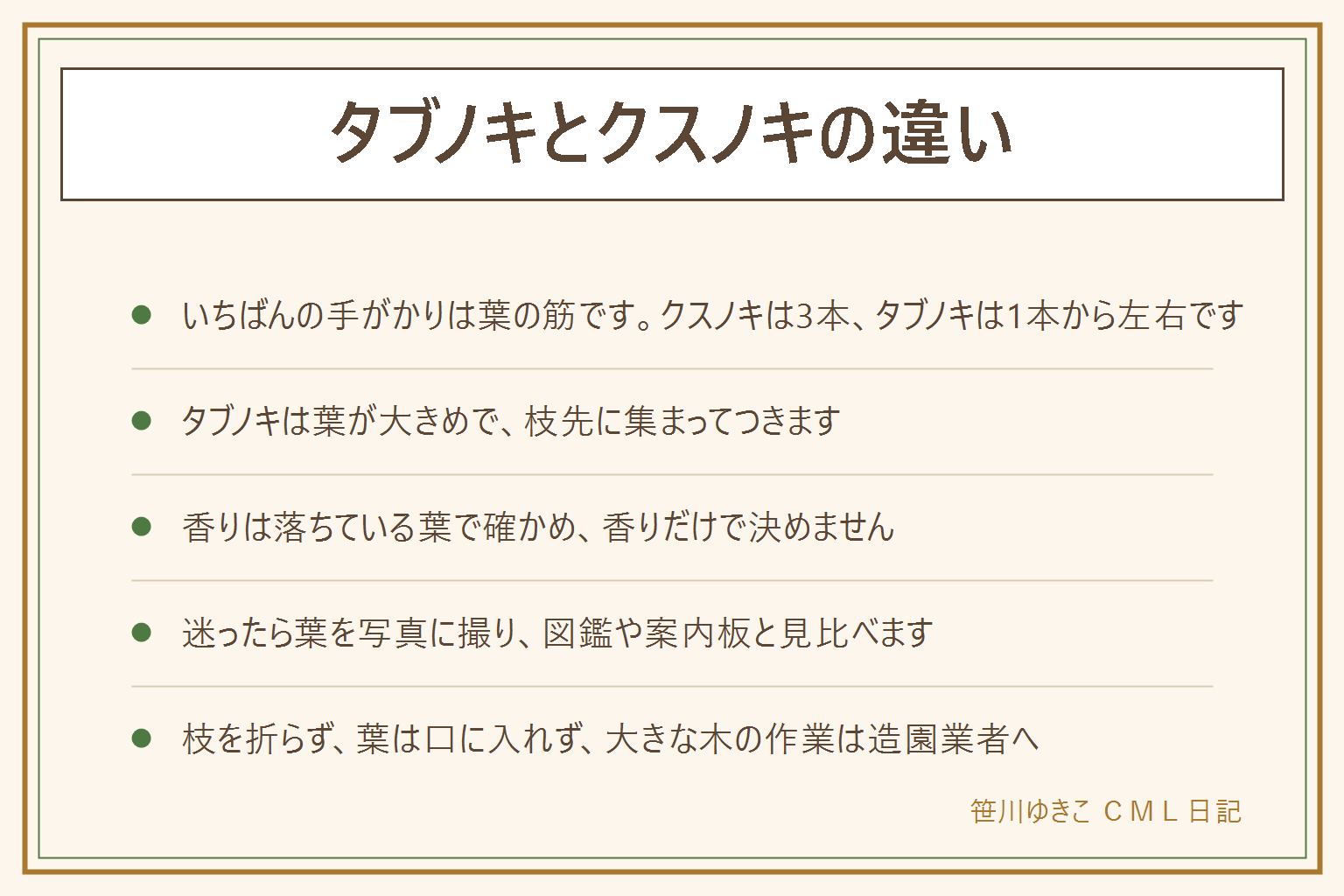タブノキとクスノキの違いの早見表:いちばん分かりやすいのは葉の筋(葉脈)。クスノキは葉のつけ根近くから太い筋が3本に分かれる。タブノキは真ん中の1本から左右に筋が出る形で、葉もクスノキより大きめで枝先に集まってつく。クスノキの葉はちぎると樟脳のような香りがすることが多い。香りは落ちている葉で確かめ、枝は折らない。葉は口に入れない。公園や神社では立入禁止の場所に入らない。迷ったら葉を写真に撮って図鑑と見比べる