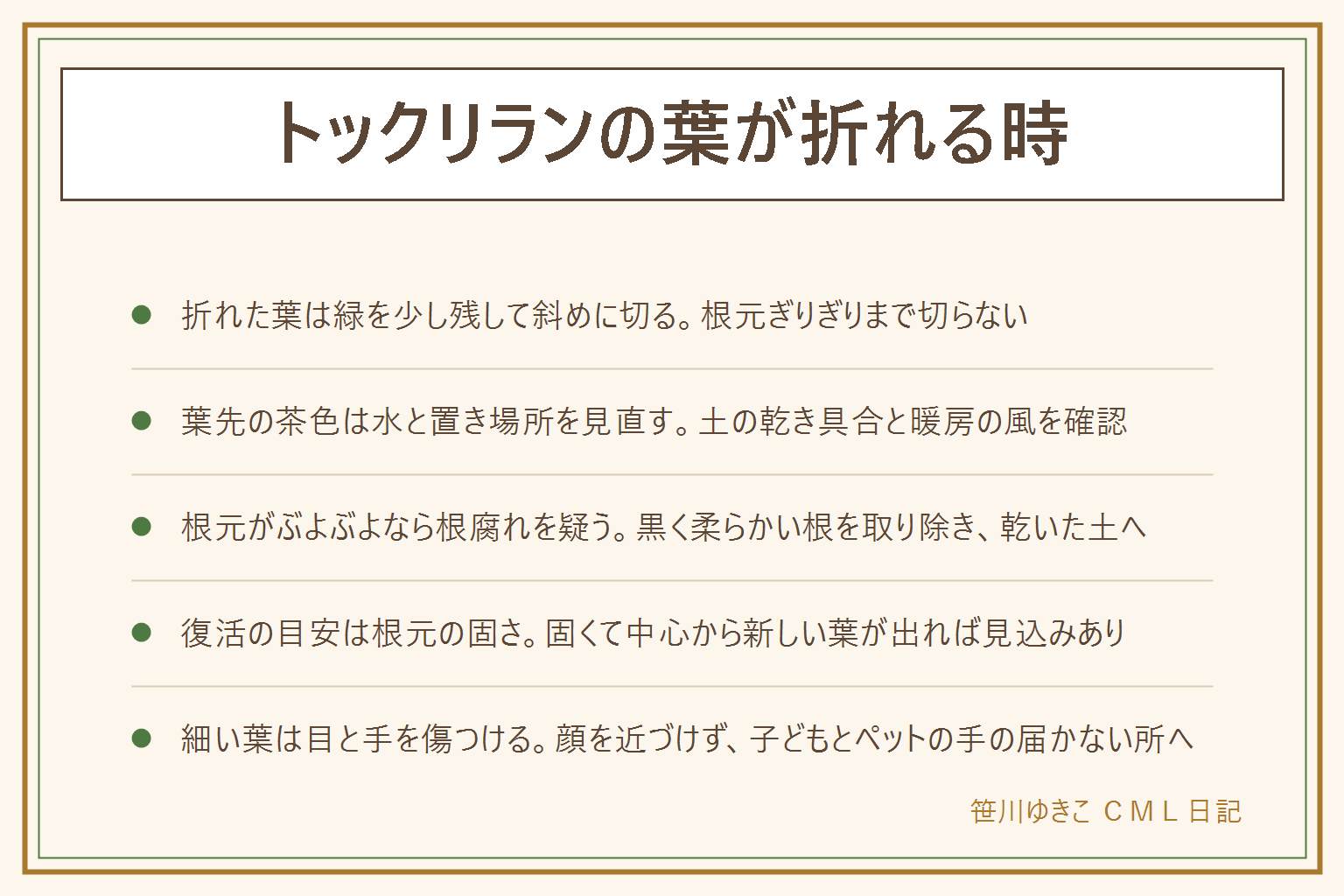 トックリランの葉が折れる時の早見表:折れた所から先は元に戻らないので、葉の緑を少し残して斜めに切るか、茶色い所だけを切る。根元ぎりぎりで切らない。葉先の茶色や葉の枯れは、水の与えすぎと水切れ、日当たり、冬の冷えと暖房の風を見直す。根元のふくらみがぶよぶよで土のにおいがあれば根腐れを疑い、黒く柔らかい根を清潔なはさみで取り除いて乾いた土に植え直す。復活の目安は根元のふくらみが固いこと。花が咲いても枯れると決まったわけではない。ポニーテールやノリナは呼び名が混ざるのでラベルで確認。細い葉は目や手を傷つけるので顔を近づけず、子どもとペットの手の届かない所へ