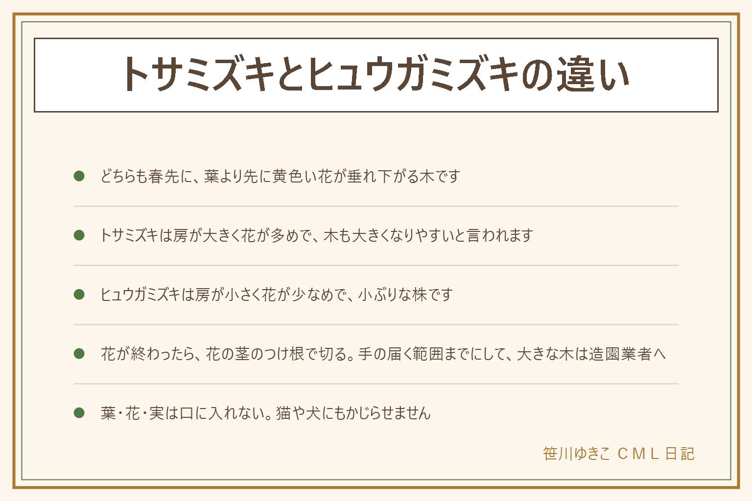 トサミズキとヒュウガミズキの違いの早見表:どちらも春先に葉より先に黄色い花が垂れ下がる木。トサミズキは花の房が大きく、1つの房に花が多めで、木も大きくなりやすいと言われる。ヒュウガミズキは房が小さく花が少なめで、枝が細く株が小ぶりなので小さな庭や鉢向きと言われる。花が終わったら花の茎のつけ根で切り、手の届く範囲まで。枯れたか迷う時は爪で樹皮をこすって緑か確かめる。大きな木は造園業者へ。葉や花や実は口に入れず、猫や犬にもかじらせない