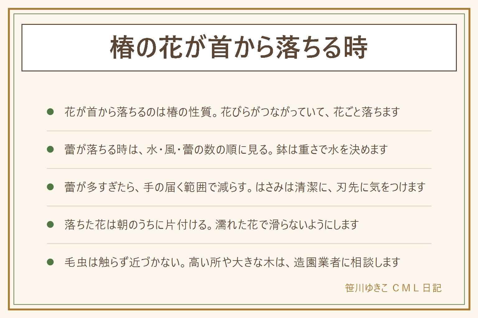 椿の花が首から落ちる時の早見表:椿は花びらがつながっていて咲き終わると花ごと落ちるのがふつうの姿。サザンカは花びらが一枚ずつ散る。蕾が落ちる時は水、冷たい風、蕾のつきすぎの順に見る。鉢植えは土の表面でなく鉢の重さで水を決め、受け皿の水は捨てる。蕾が多い時は手の届く範囲でふくらみの小さい蕾から減らし、はさみは清潔にして子どもの手の届かない所へ。落ちた花は濡れる前の朝のうちにほうきとちりとりで集め、自治体の案内で捨てる。毛虫は素手で触らず近づかず専門の業者や自治体へ。大きな木は造園業者へ。葉と花と実は口に入れない。ベランダは管理規約と管理会社に従う