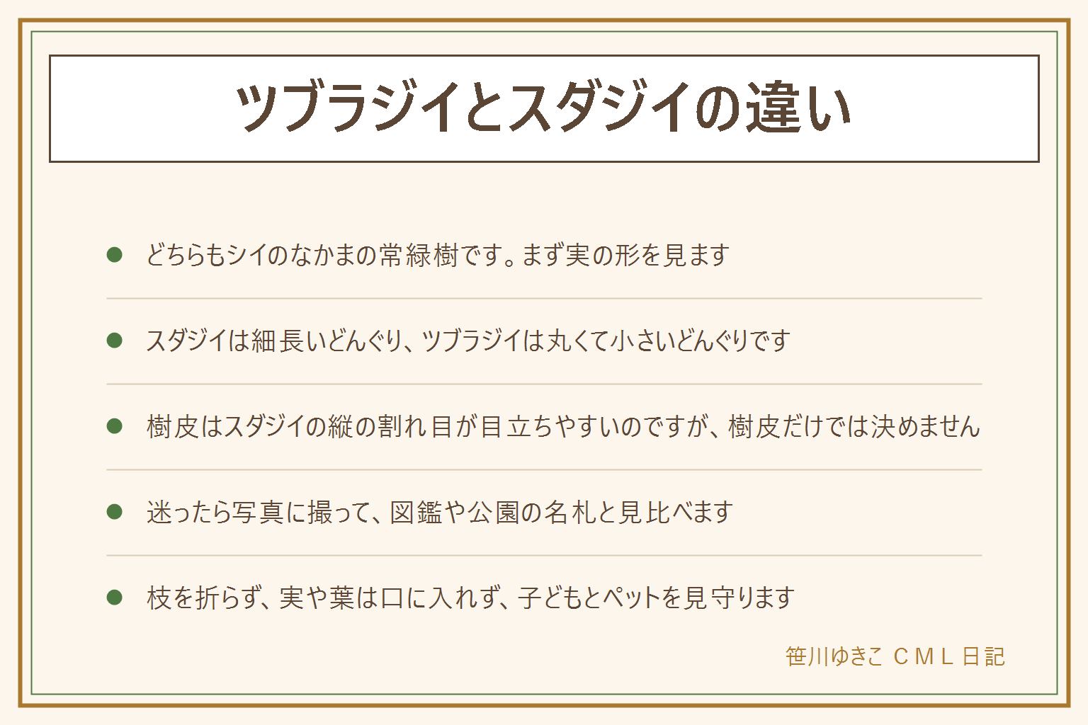 ツブラジイとスダジイの違いの早見表:どちらもシイのなかまの常緑樹。いちばん分かりやすいのはどんぐりの形で、スダジイは細長く、ツブラジイは丸くて小さい。樹皮はスダジイの方が縦の割れ目が目立ちやすい。葉の裏が茶色っぽく光って見えるのは両方に共通。実がない季節は樹皮と葉を見る。迷ったら実と樹皮を写真に撮って図鑑や公園の名札と見比べる。拾うのは落ちている物だけで、枝を折らない、実や葉を口に入れない。子どもとペットに注意する