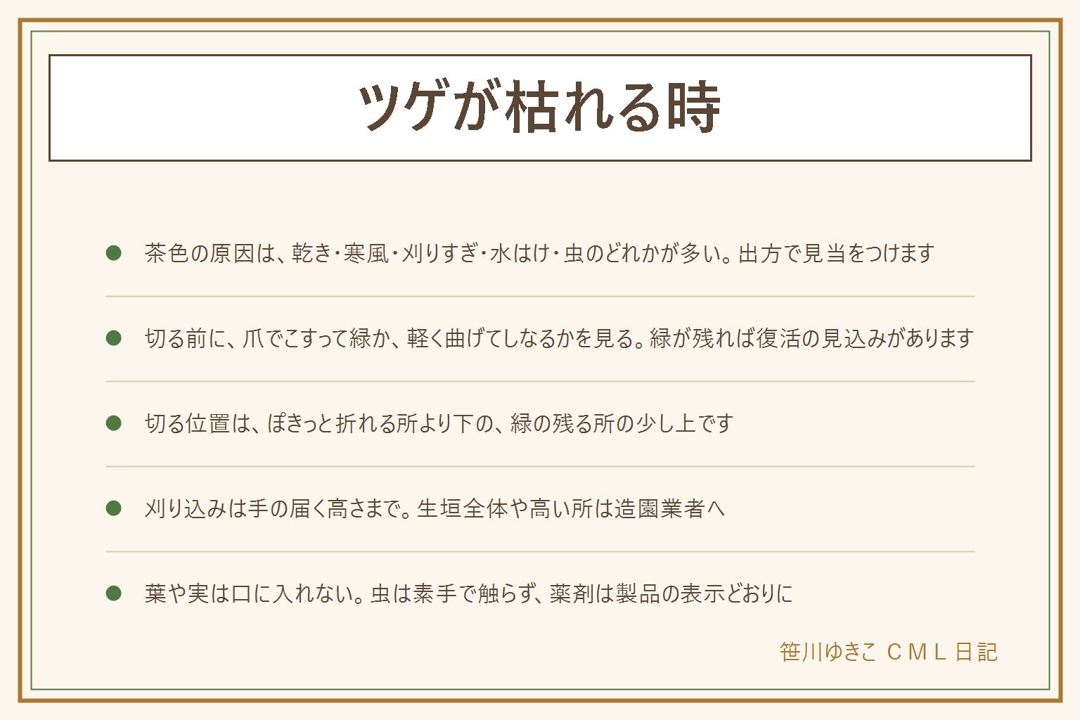 ツゲが枯れる時の早見表:茶色くなる原因は夏の乾きや冬の寒風、刈り込みすぎ、根元の水はけ、葉を食べる虫のどれかが多い。切る前に枝が生きているかを、爪で樹皮を少しこすって緑か、枝を軽く曲げてしなるかで確かめる。切る位置はぽきっと折れる所より下の、緑の残る所の少し上。刈り込みは手の届く高さまで、生垣全体や高い所は造園業者へ。虫は素手で触らず園芸店や自治体の案内に従い、薬剤は製品の表示どおり。イヌツゲはモチノキの仲間で別の木。葉や実は口に入れず、ペットや子どもがかじらないようにする。