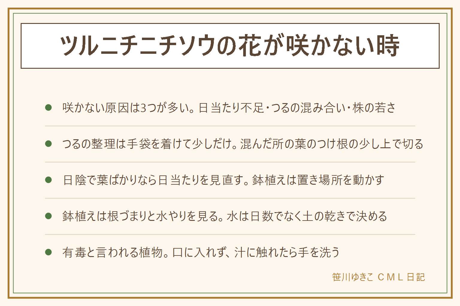 ツルニチニチソウの花が咲かない時の早見表:原因は日当たり不足、つるが伸びすぎて混んでいる、株がまだ若い、の三つが多いと言われる。つるの整理は園芸用の手袋を着けて、混んだ所のつるを葉のつけ根の少し上で少しだけ切る。切りすぎると株が弱ることがある。日陰で葉ばかりなら日当たりを見直す。鉢植えは鉢底から根が出ていないか、水は日数でなく土の乾きで決める。斑入りの種類は花が少なめと言われる。ツルニチニチソウは有毒と言われるので口に入れず、汁に触れたらよく手を洗う。猫や犬にかじらせない。切ったつるは自治体の分別で出す