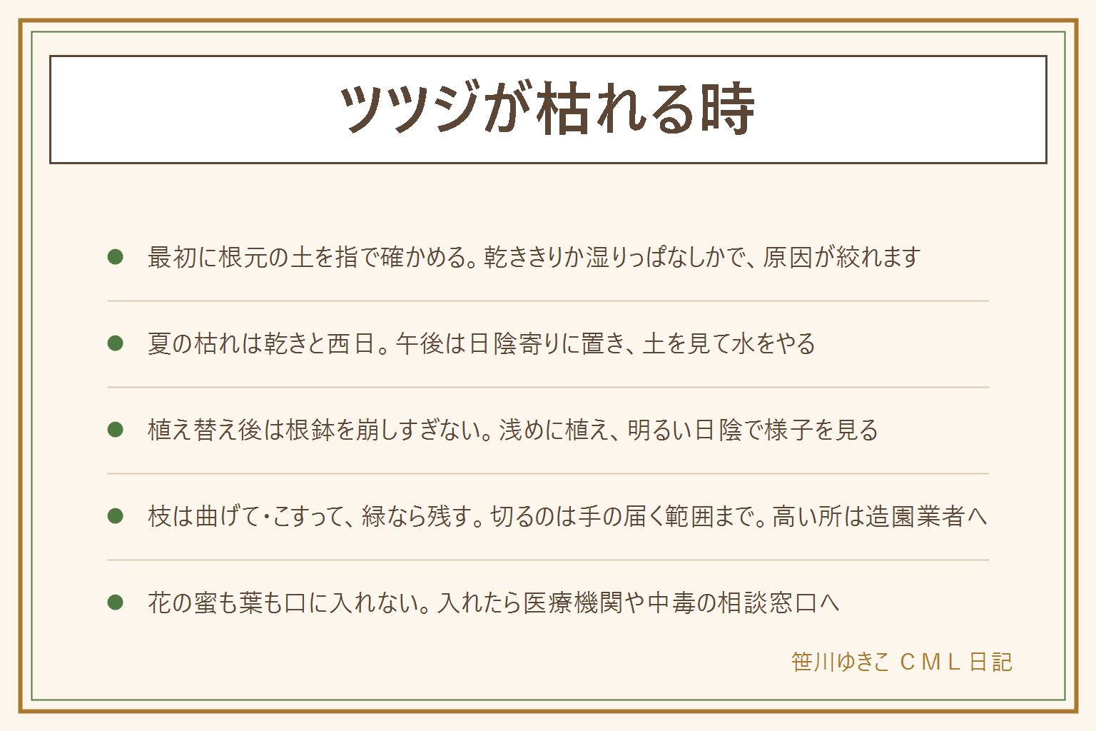 ツツジが枯れる時の早見表:最初に根元の土を指で確かめる。夏に葉が茶色くなるのは乾きと西日が多く、午後は日陰寄りに置いて土を見て水をやる。植え替えのあとにしおれたら根鉢を崩しすぎていないか、深く植えすぎていないかを見直し、明るい日陰で様子を見る。一部の枝だけ枯れた時は、枝を曲げて折れないか、爪で軽くこすって皮の下が緑かを確かめ、緑を残して少し枝先側で切る。切るのは手の届く範囲まで、大きな株や生け垣は造園業者へ。レンゲツツジは冬に葉を落とすので枯れたと勘違いしない。花の蜜は吸わず、葉も口に入れない。入れたら医療機関や中毒の相談窓口へ