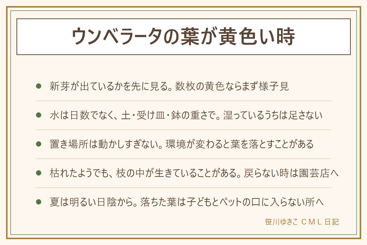 ウンベラータの葉が黄色い時の早見表:先に新芽が出ているかを見る。数枚だけ黄色いなら様子見、たくさん落ちるなら水と環境を確認。水やりすぎは日数でなく土の中の湿り気、受け皿の水、鉢の重さで見分ける。置き場所を変えた後は慣れるまで動かしすぎない。枯れたように見えても枝の中の色を見て生きていれば待つ。夏に外へ出すなら明るい日陰から慣らし、強風と急な直射を避ける。落ちた葉や切った枝は子どもとペットの口に入らない所へ。戻らない時は園芸店に相談