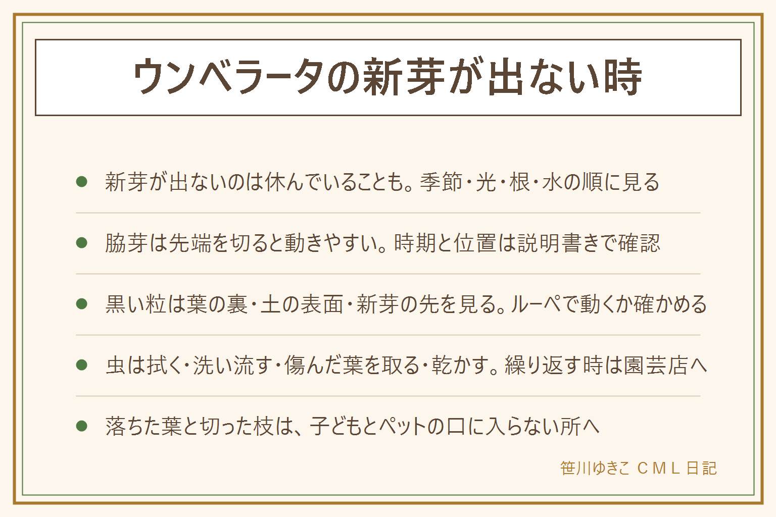 ウンベラータの新芽が出ない時の早見表:新芽が出ない時は季節・光・根・水の4つを順に見る。寒い時期は無理に動かさない、光はレースのカーテン越しの明るい場所、根が詰まっていれば植え替えは説明書きや園芸店で、水は日数で決めず土の乾きを見て受け皿の水は捨てる。脇芽は先端を切ると動きやすいが時期と位置は説明書きで確認、切り口の白い液は手袋で洗い流す。黒い粒と小さい虫は葉の裏・土の表面・新芽の先の3か所をルーペで見る。虫がいたら葉を拭く、洗い流す、傷んだ葉を取る、土の表面を乾かす。繰り返す時は園芸店に相談。水耕栽培で根が出ない時は節が水に浸かっているか、光、水替えを見直す。落ちた葉と切った枝は子どもとペットの口に入らない所へ