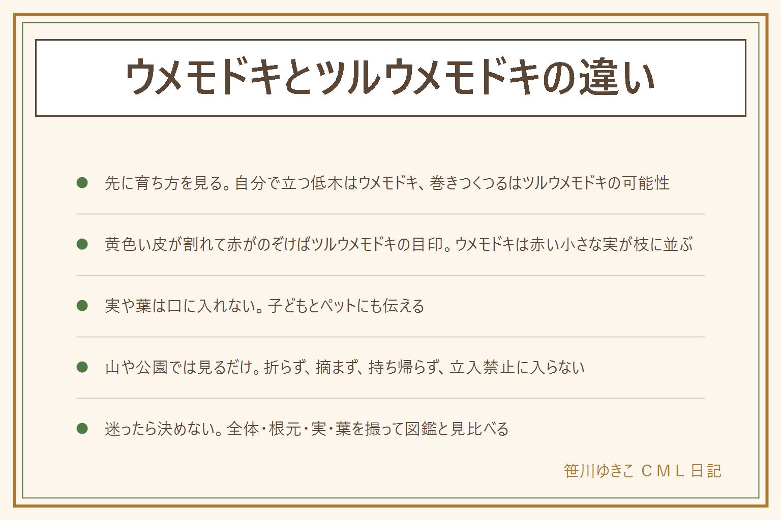 ウメモドキとツルウメモドキの違いの早見表:いちばんの違いは育ち方で、ウメモドキは自分で立つ低い木、枝に赤い小さな実がたくさんつく。ツルウメモドキはほかの木やフェンスに巻きついて伸びるつるで、実は黄色い皮が3つに割れて中から赤い実がのぞく。根元が見えない時は決めずに実の見た目もあわせて見る。実や葉は口に入れない、子どもとペットにも伝える。山や公園では実のついた枝を折らない、摘まない、持ち帰らない、私有地や立入禁止の場所に入らない、登山道から外れない。決めきれない時は全体・根元・実のアップ・葉を写真に撮って図鑑と見比べる
